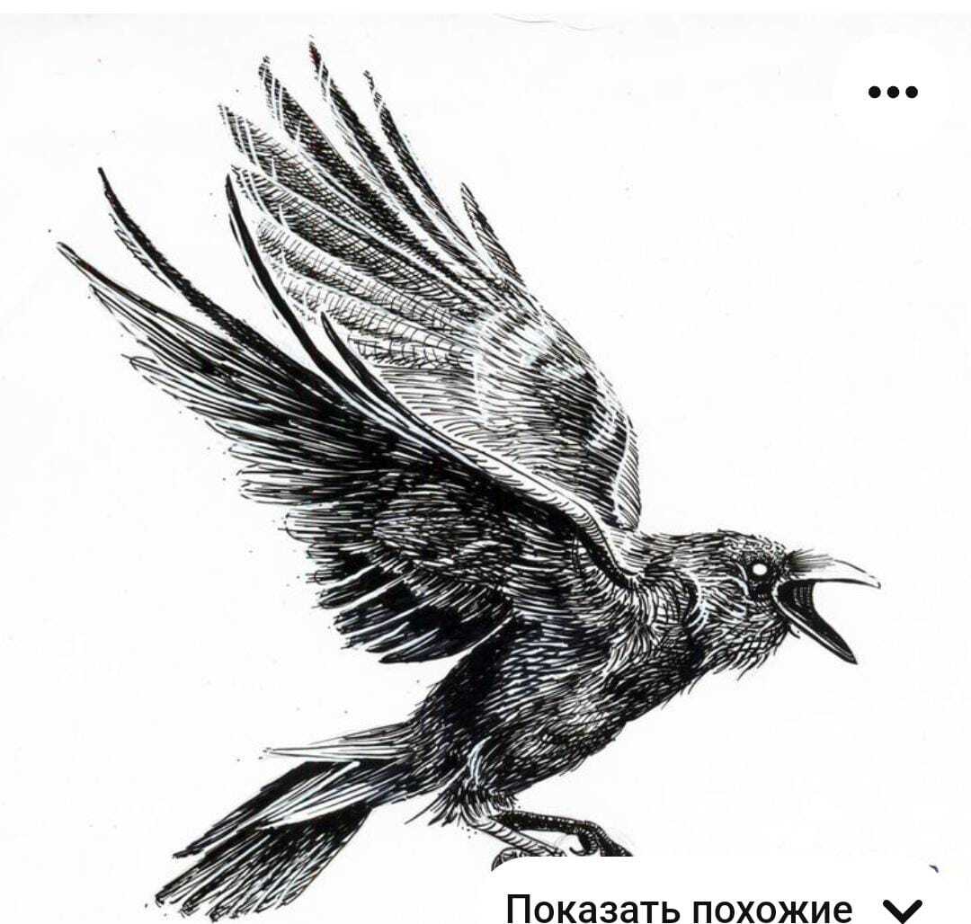 Help me find or draw a raven, please - Help, Sketch, Drawing, Search, Longpost