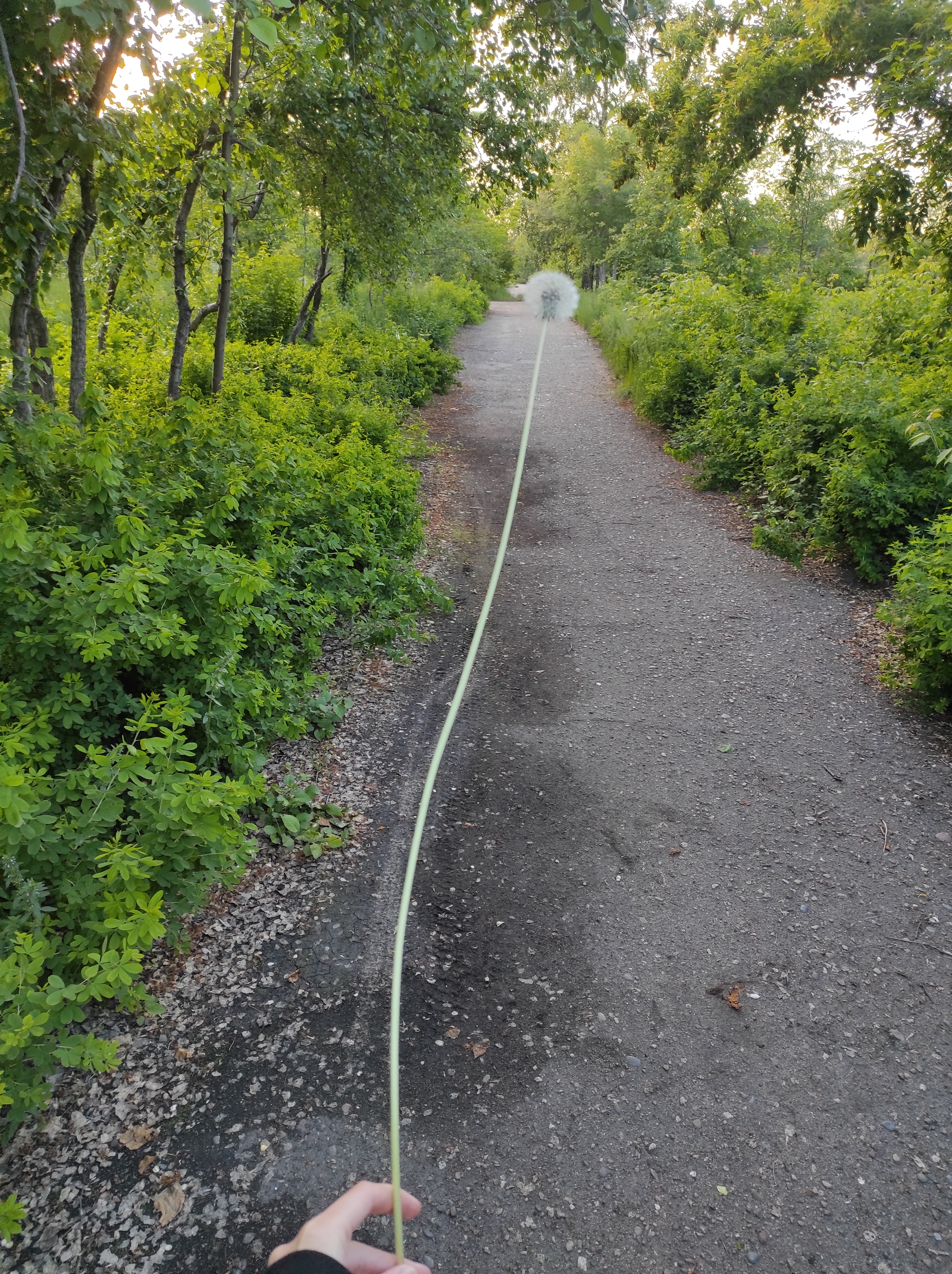 Nonsense life - My, Nature, Dandelion, Plants, Walk, The photo