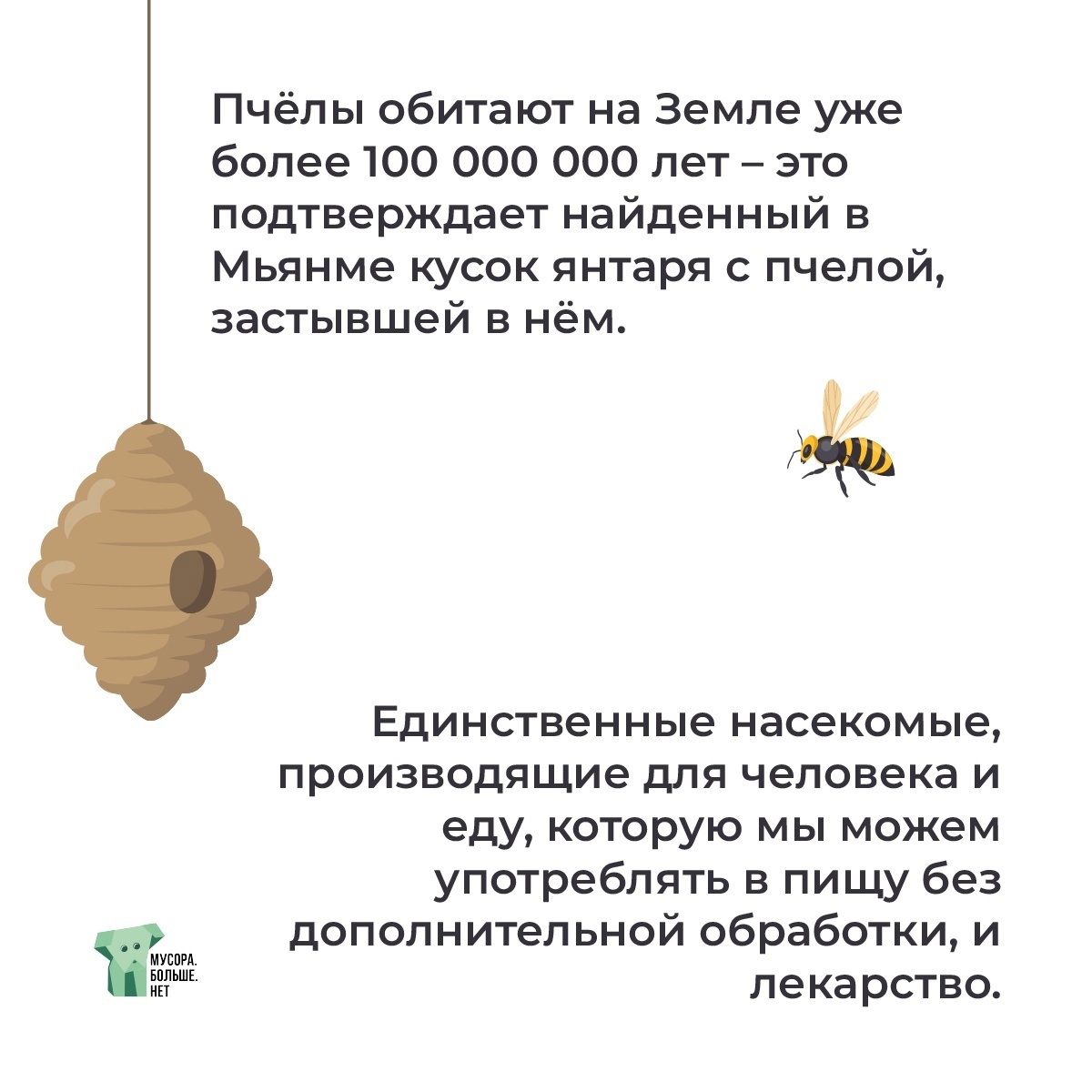 Interesting facts about bees - My, Ecology, Garbage, Nature, Bees, Beekeeping, Honey, Mbn, Animal protection, Insects, Field, Wildflowers, The nature of Russia, Bloom, Longpost