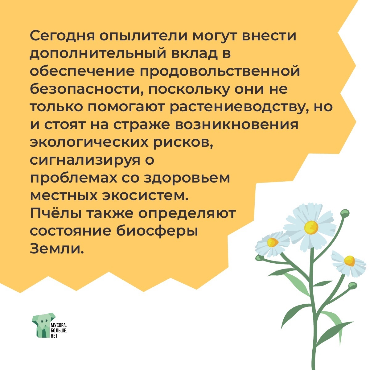 Interesting facts about bees - My, Ecology, Garbage, Nature, Bees, Beekeeping, Honey, Mbn, Animal protection, Insects, Field, Wildflowers, The nature of Russia, Bloom, Longpost