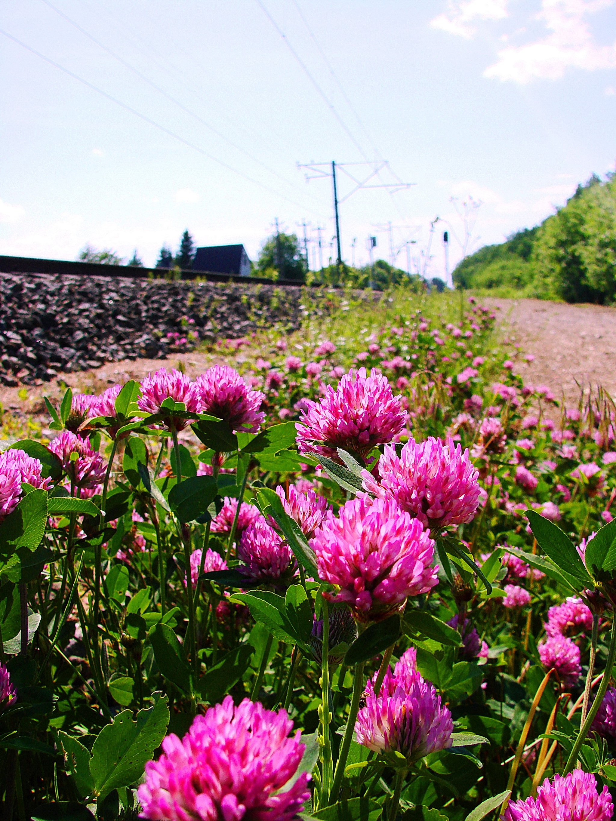 A walk along the seaside road... - My, Nature, Summer, The nature of Russia, Flowers, Kaliningrad region, Clover, Lupine, Poppy, Mallard duck, Ducklings, Longpost, The photo