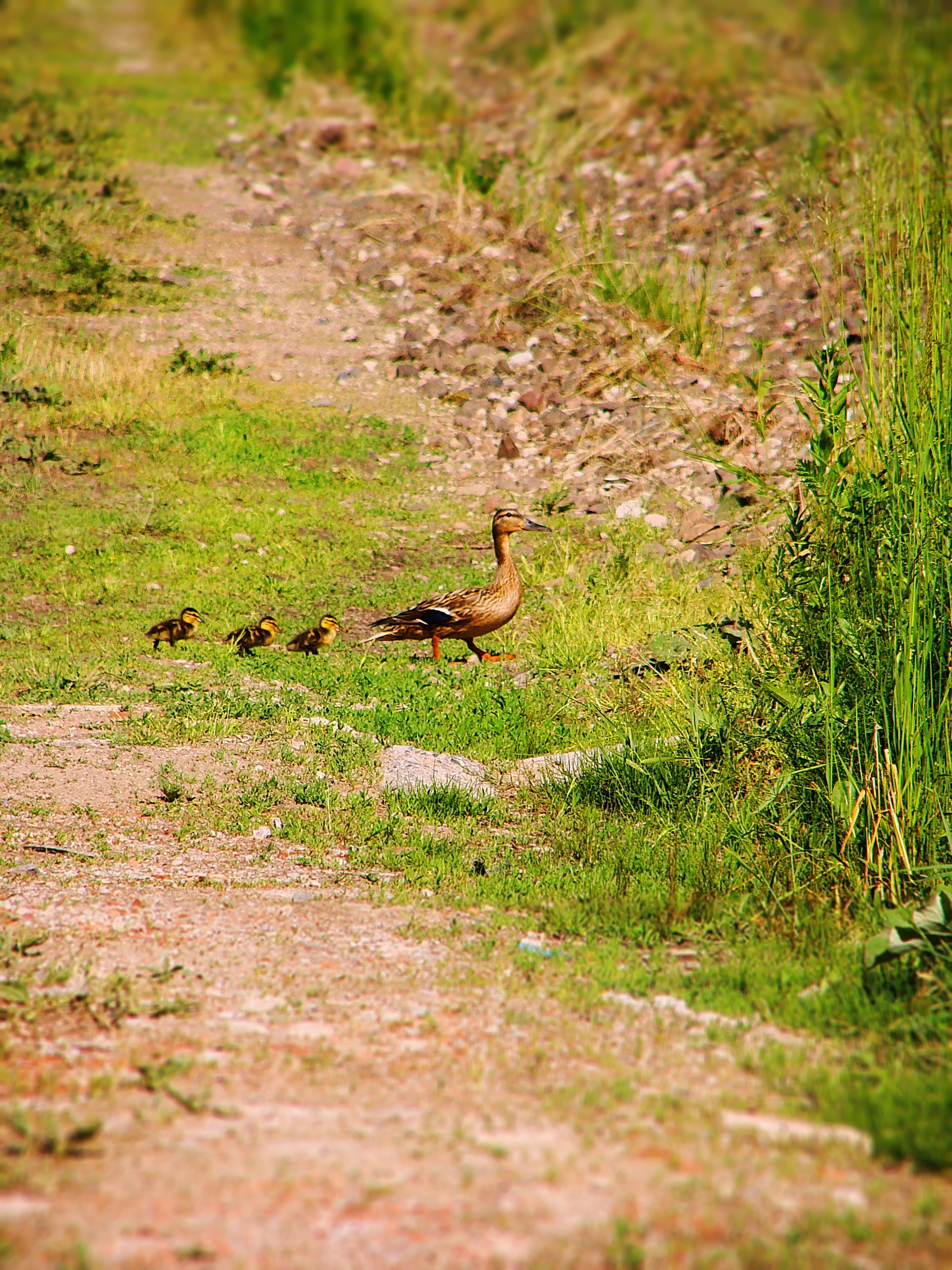 A walk along the seaside road... - My, Nature, Summer, The nature of Russia, Flowers, Kaliningrad region, Clover, Lupine, Poppy, Mallard duck, Ducklings, Longpost, The photo