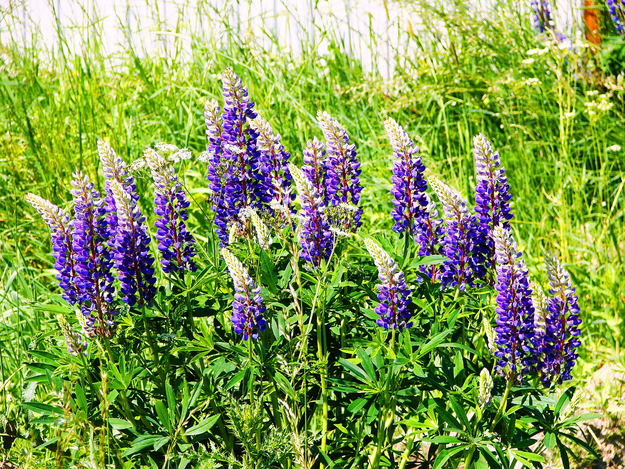 A walk along the seaside road... - My, Nature, Summer, The nature of Russia, Flowers, Kaliningrad region, Clover, Lupine, Poppy, Mallard duck, Ducklings, Longpost, The photo