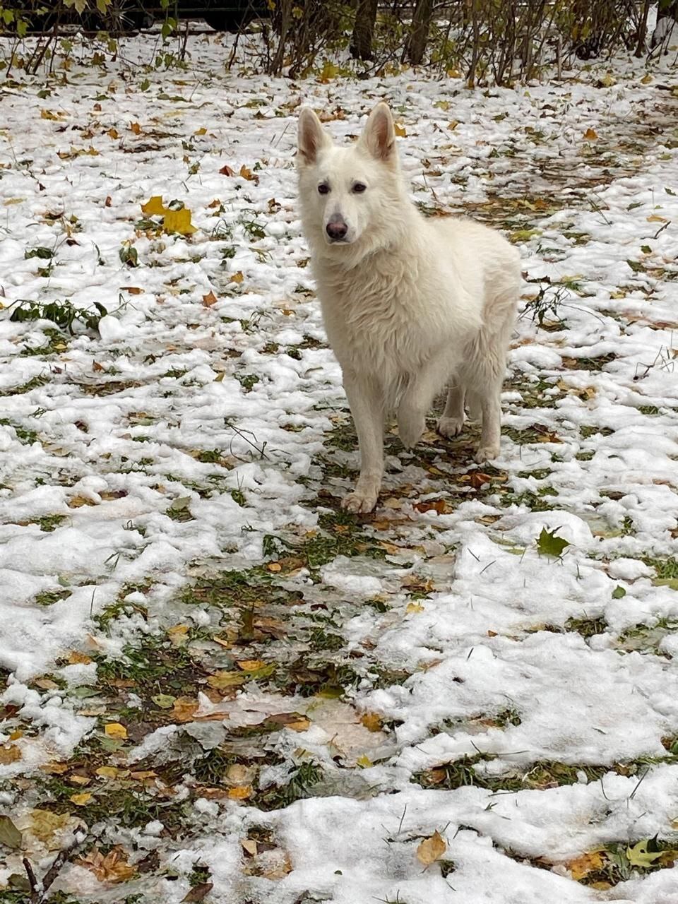 The dog is missing - Lost, Dog lovers, The dog is missing, Dog, White swiss shepherd, No rating, Search, Search for animals, Moscow region, Help me find, Longpost