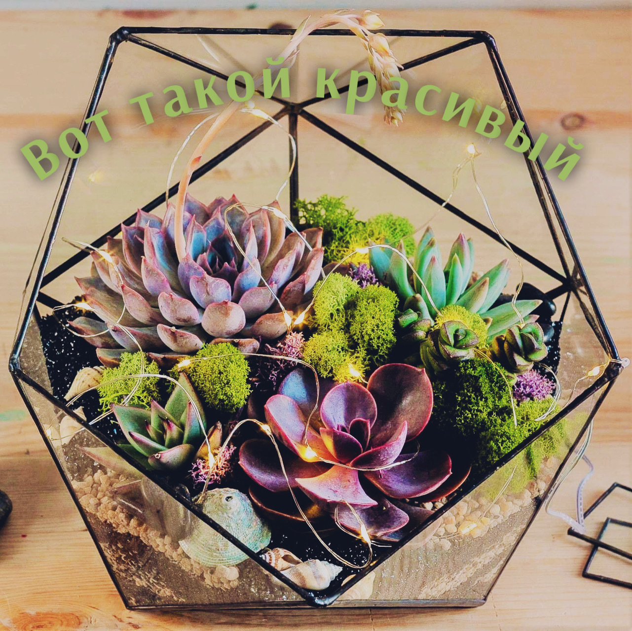 About succulents - My, Succulents, Echeveria, Florarium, Houseplants, Plants, Photosynthesis, Longpost, Friday tag is mine