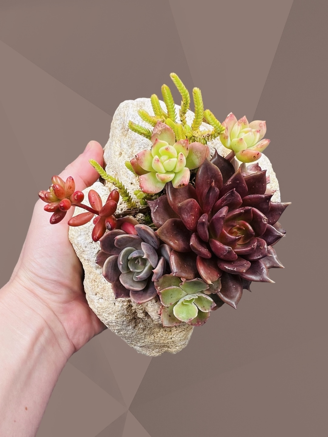 About succulents - My, Succulents, Echeveria, Florarium, Houseplants, Plants, Photosynthesis, Longpost, Friday tag is mine