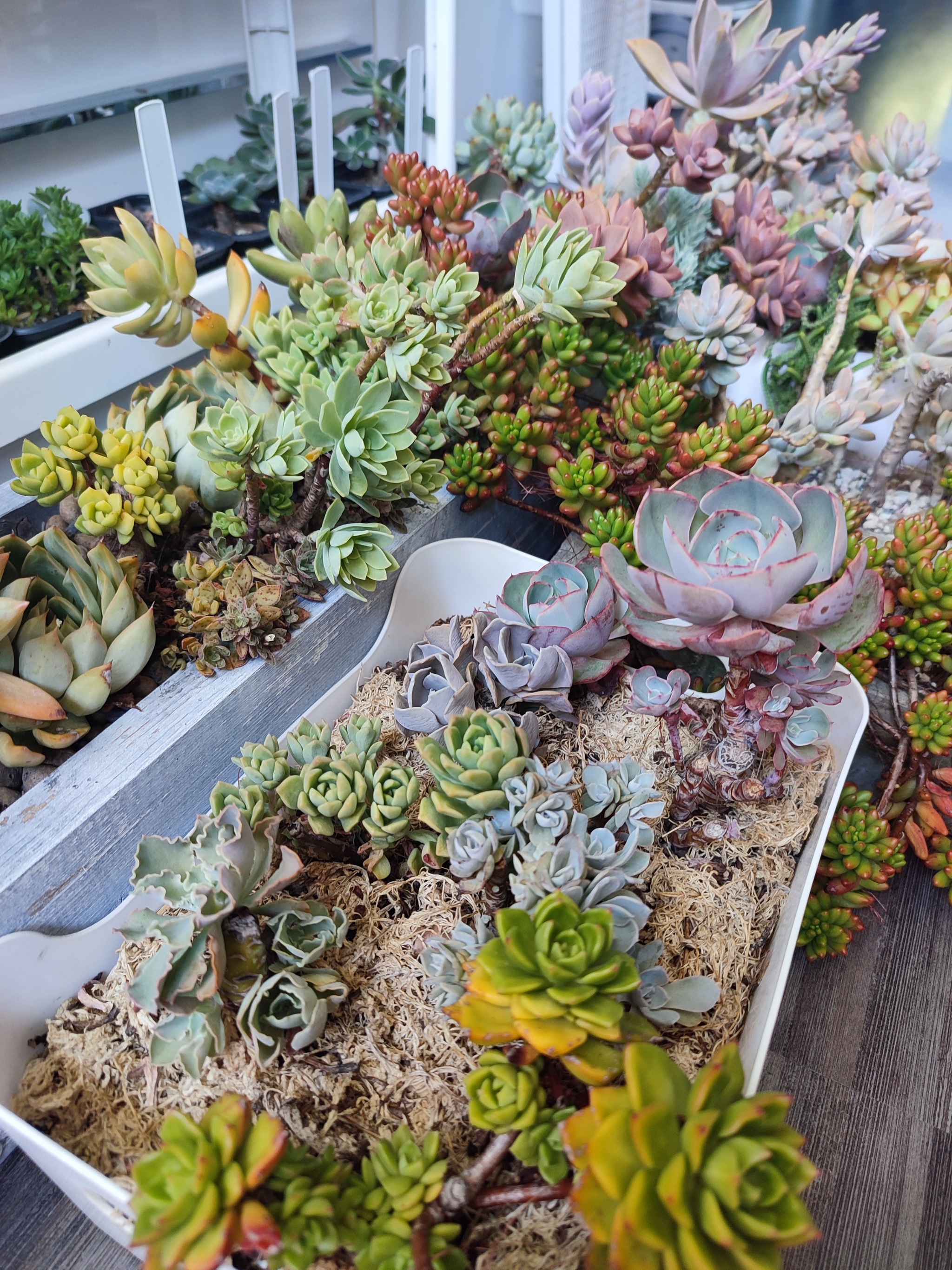 About succulents - My, Succulents, Echeveria, Florarium, Houseplants, Plants, Photosynthesis, Longpost, Friday tag is mine