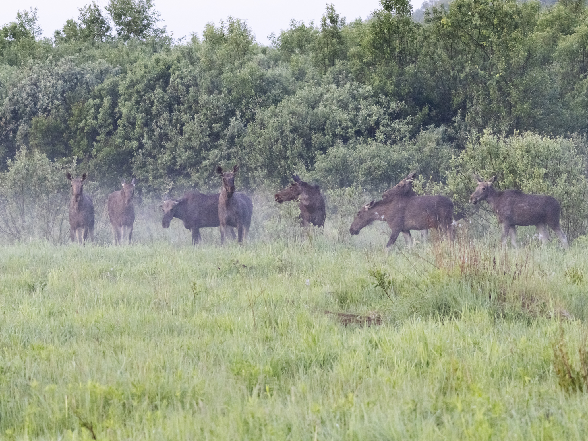 Moose on the road - My, Nature, The photo, wildlife, Elk, Photo hunting, The nature of Russia, Video, Youtube, Longpost