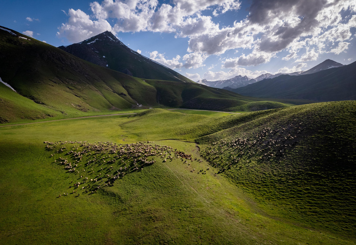 Turkish shepherds drive their flocks to summer pastures - Herd, Pets, Ungulates, Artiodactyls, Sheeps, Goat, Turkey, Ferry, Shepherd, Livestock breeding, Longpost