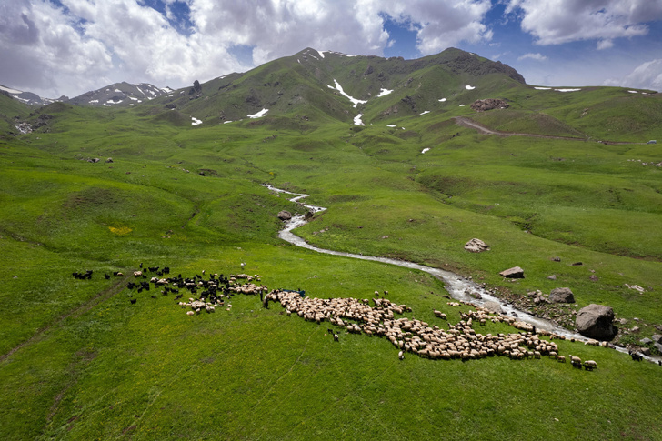 Turkish shepherds drive their flocks to summer pastures - Herd, Pets, Ungulates, Artiodactyls, Sheeps, Goat, Turkey, Ferry, Shepherd, Livestock breeding, Longpost