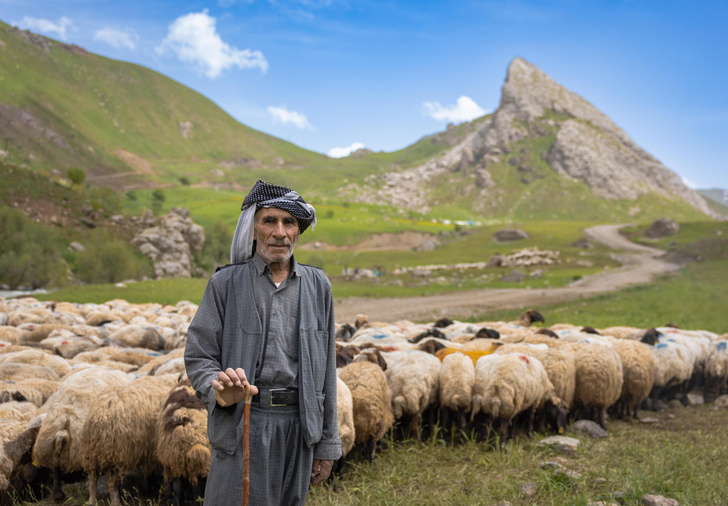 Turkish shepherds drive their flocks to summer pastures - Herd, Pets, Ungulates, Artiodactyls, Sheeps, Goat, Turkey, Ferry, Shepherd, Livestock breeding, Longpost