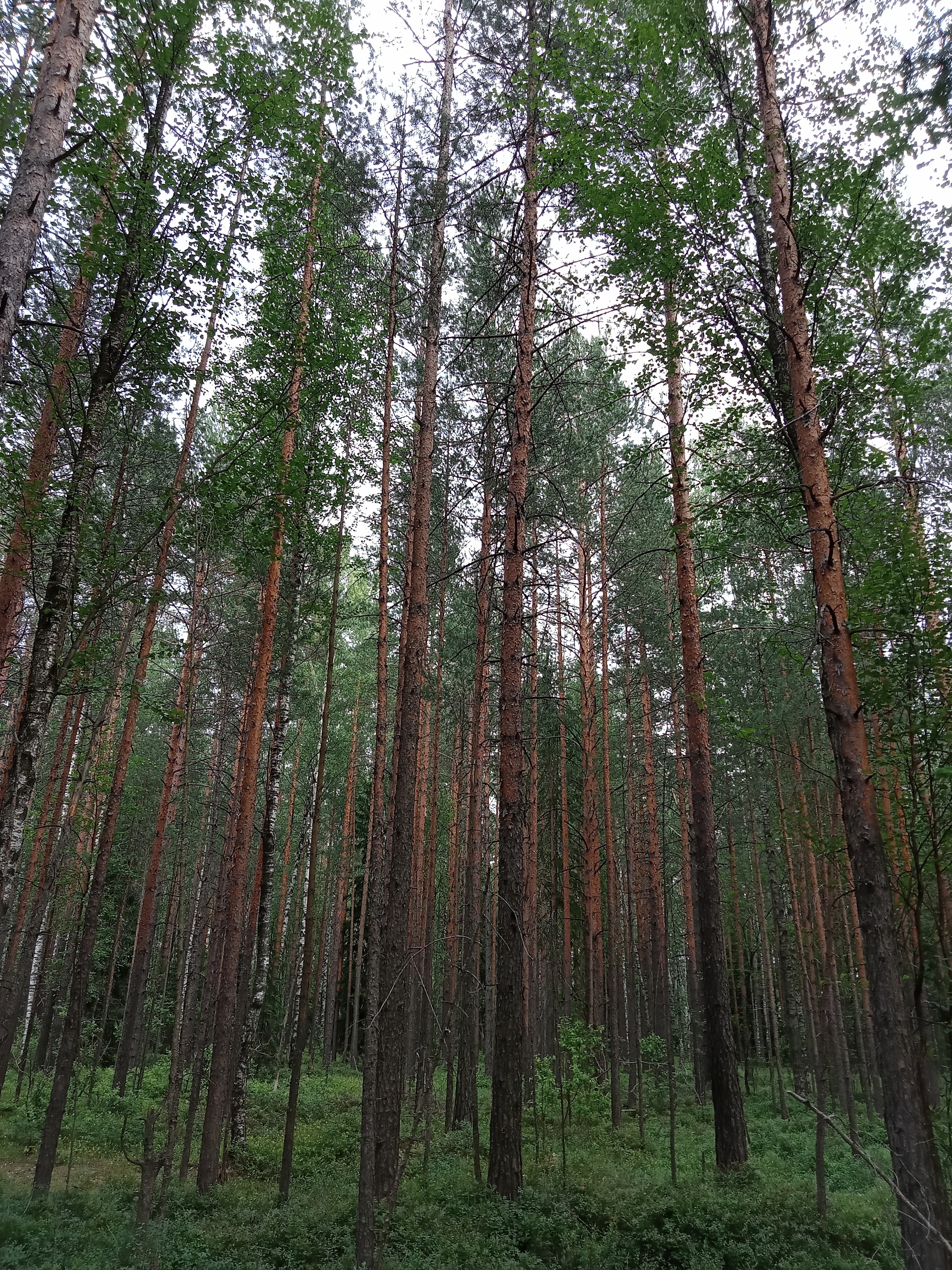 Лес, лесок, лесочек... - Моё, Лес, Красота, Цветы, Ромашки, Хвойные, Лепота, Природа, Свежесть, Мобильная фотография, Длиннопост