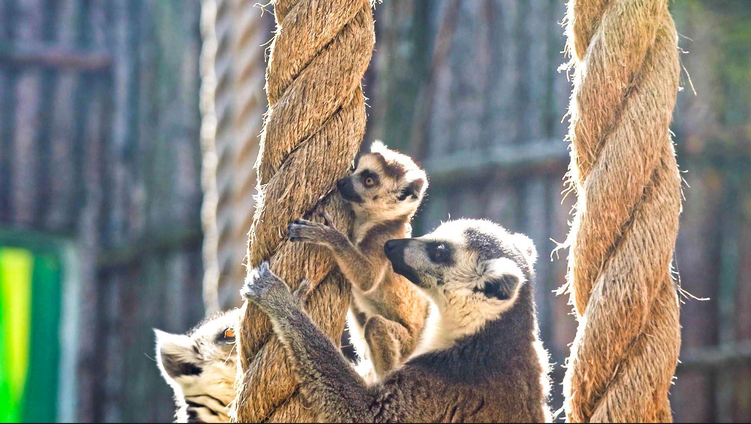 Two baby ring-tailed lemurs were born at the Moscow Zoo - Lemur, Red Book, Rare view, Moscow Zoo, Zoo, Animals, Longpost, Video, Vertical video