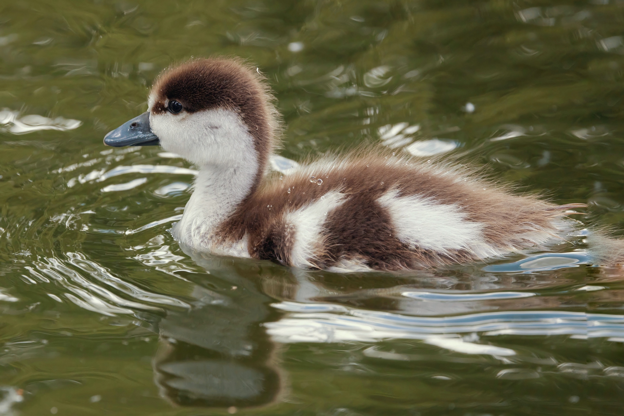 Ogaryonysh - My, The photo, The nature of Russia, Photo hunting, Ornithology, Birds, Ogar, Duck, In the animal world, Bird watching, Ornithology League, Ducklings