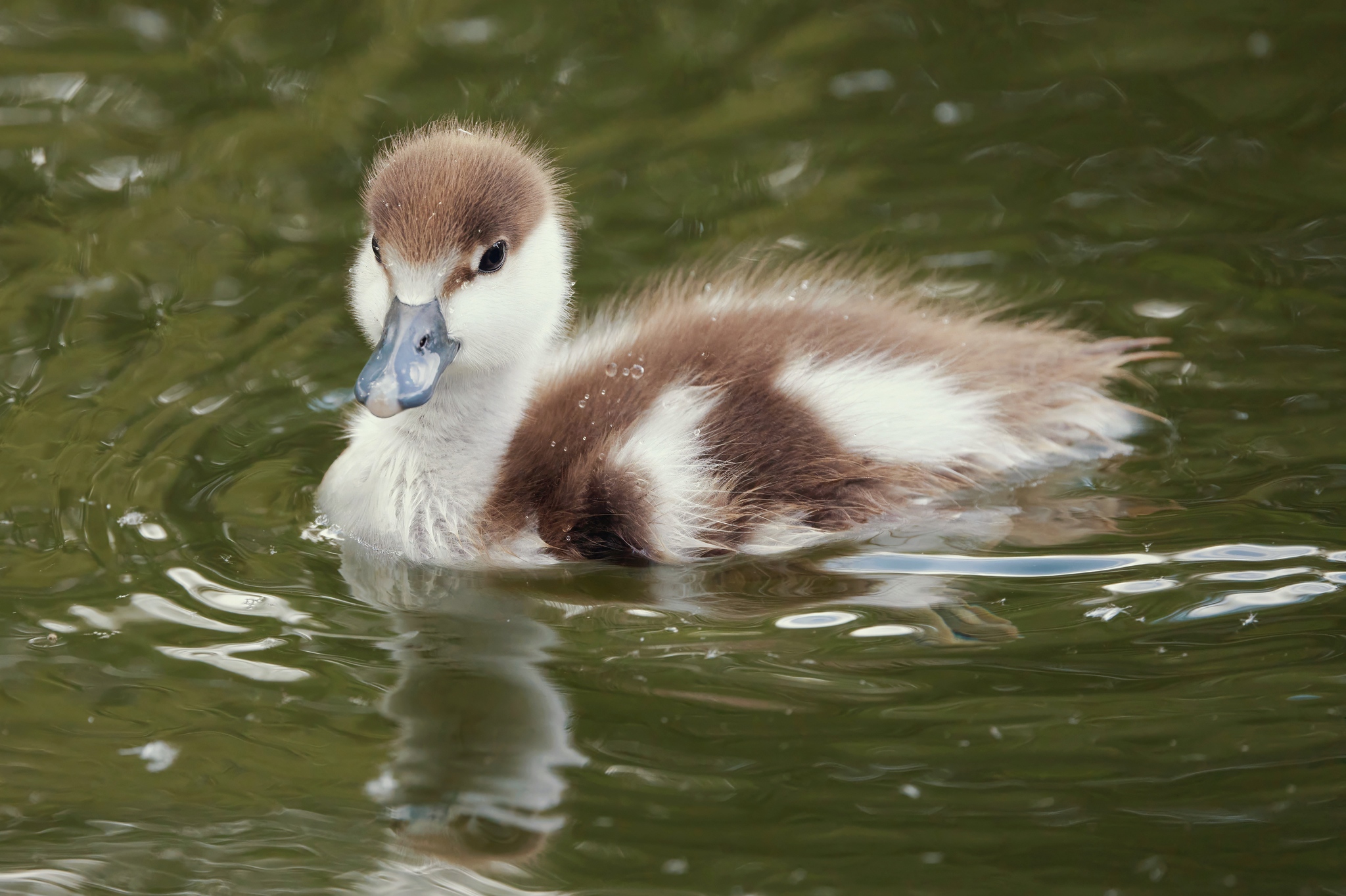 Ogaryonysh - My, The photo, The nature of Russia, Photo hunting, Ornithology, Birds, Ogar, Duck, In the animal world, Bird watching, Ornithology League, Ducklings