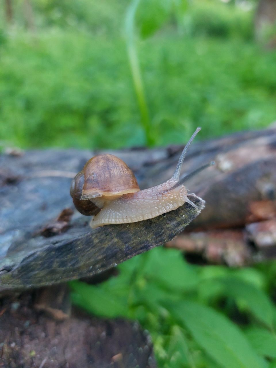 Baby Snail - My, Snail, Young, Nature, beauty, Small, The photo