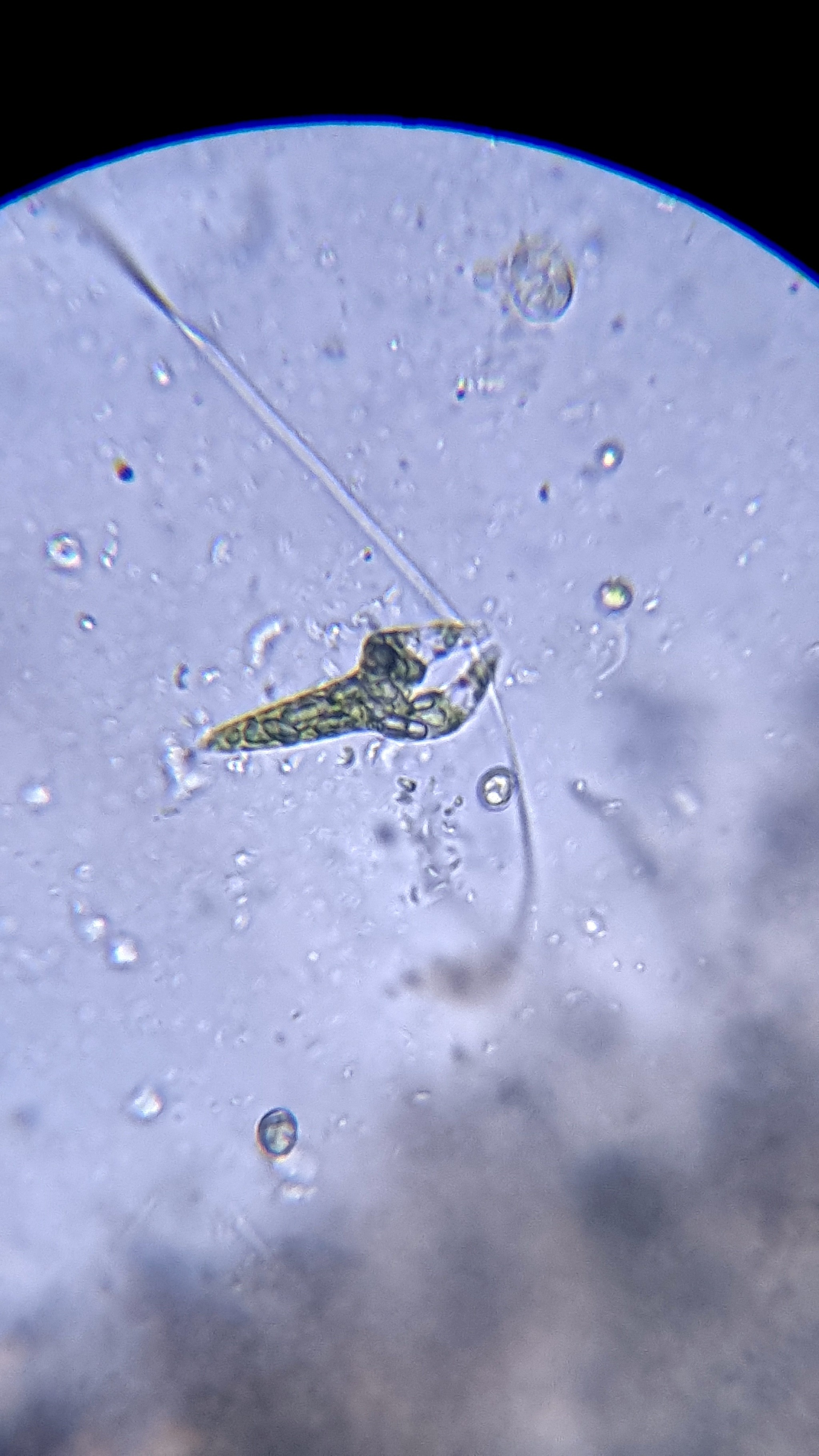 Got interested in microscopy - My, Microscopy, Microscope, Euglena green, Video, Youtube, Longpost