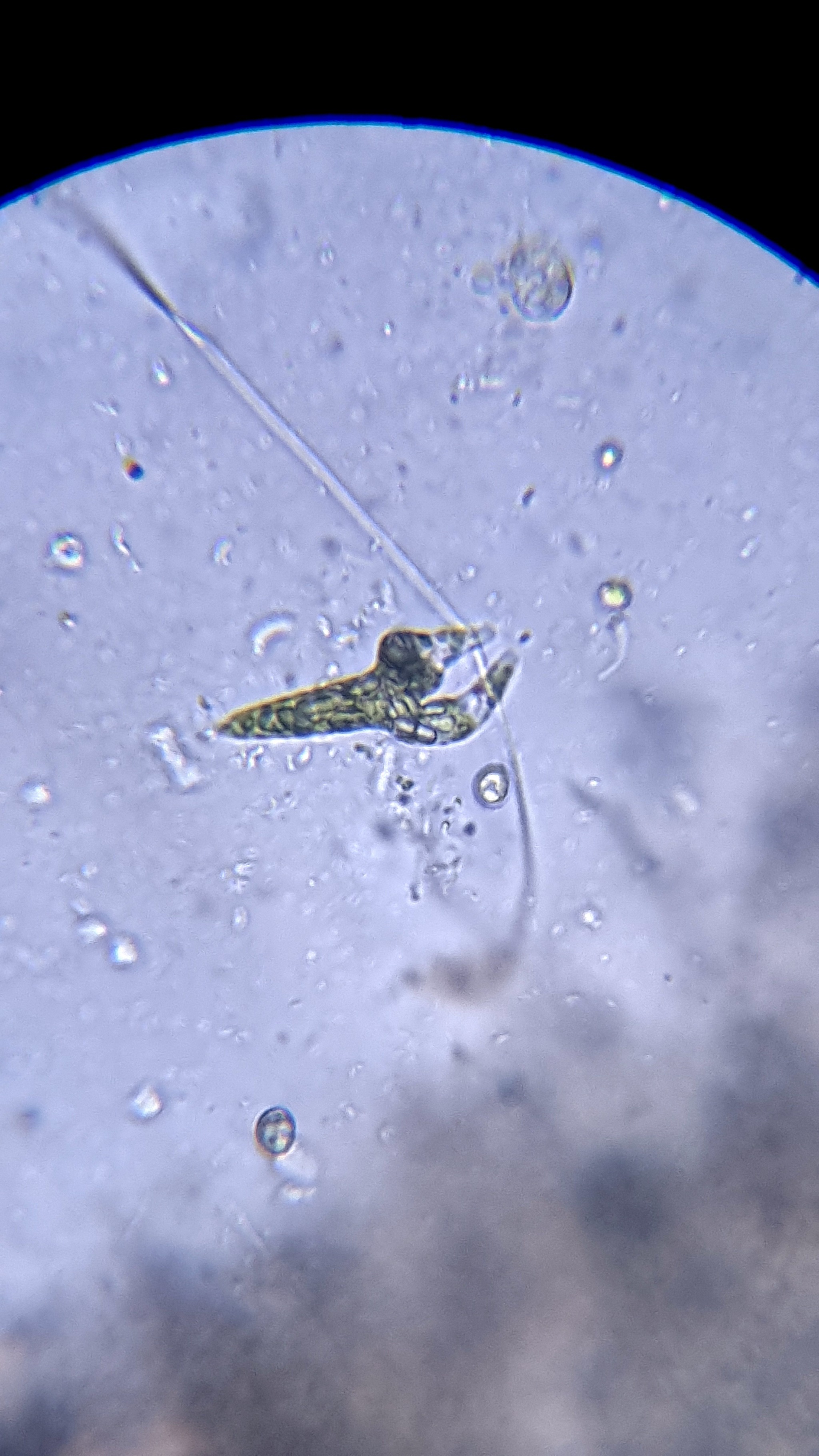 Got interested in microscopy - My, Microscopy, Microscope, Euglena green, Video, Youtube, Longpost