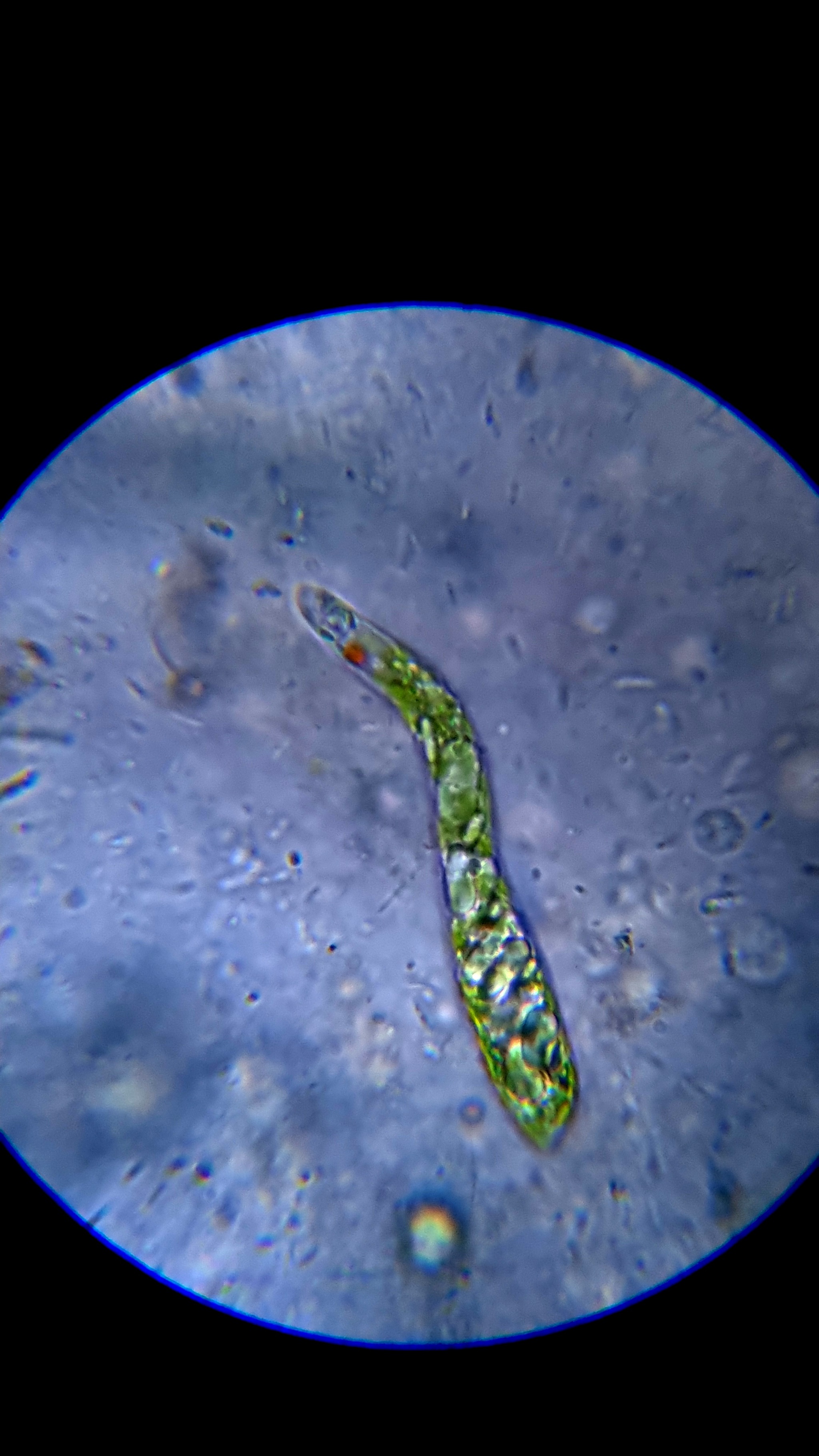 Got interested in microscopy - My, Microscopy, Microscope, Euglena green, Video, Youtube, Longpost