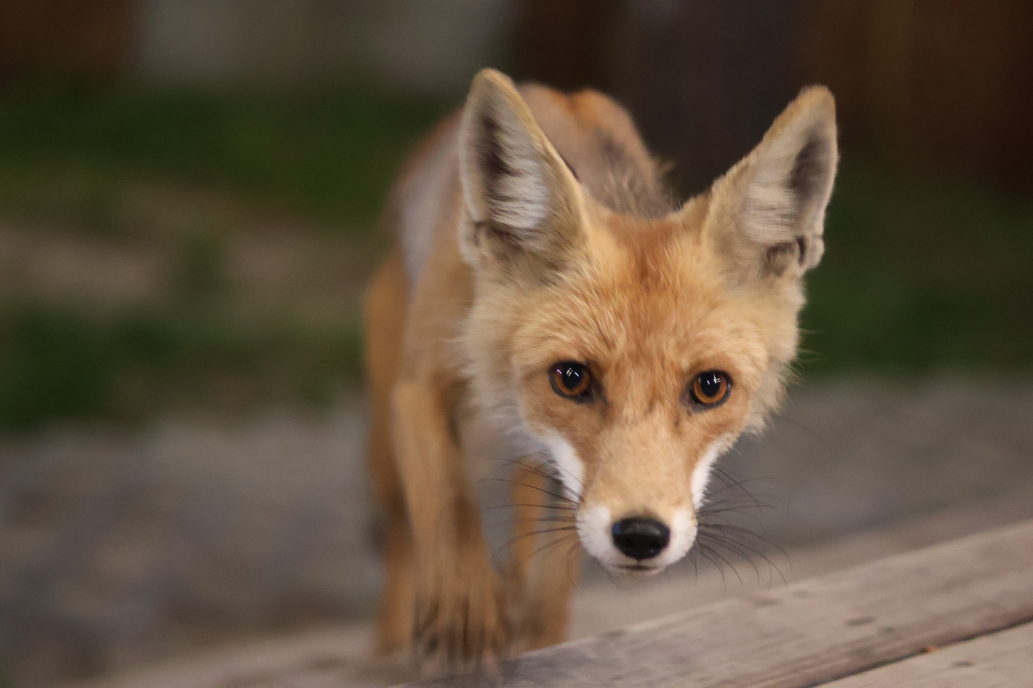 The fox came again...a year later - My, Fox, The photo, Wild animals, wildlife