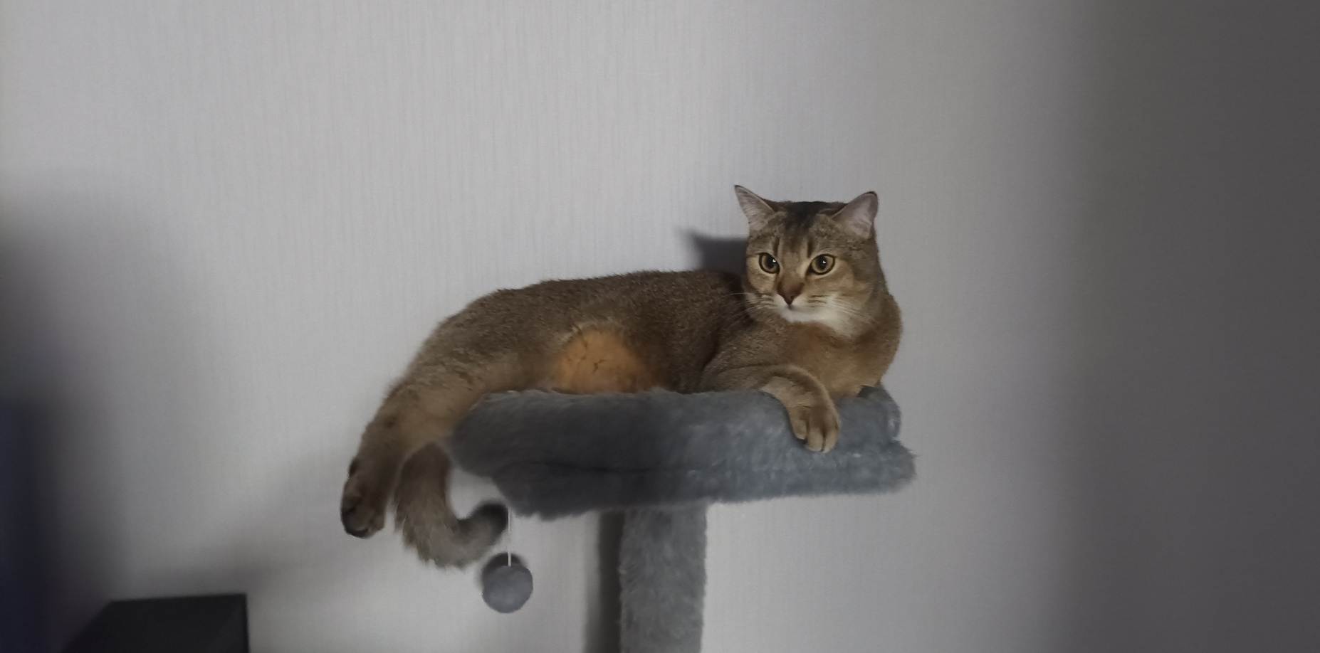 cat on the throne - My, cat, Fluffy, Cat lovers, Longpost, Pets, The photo