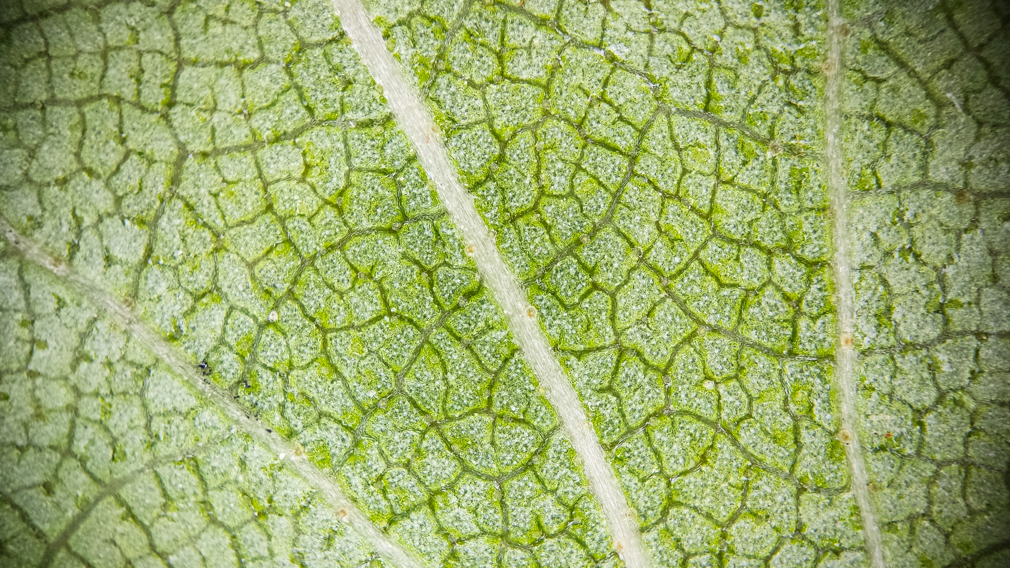 Photo project Let's take a closer look post No. 18 - My, Bloom, Macro photography, Nature, The photo, Birch, Microfilming, Spring, The nature of Russia, Longpost