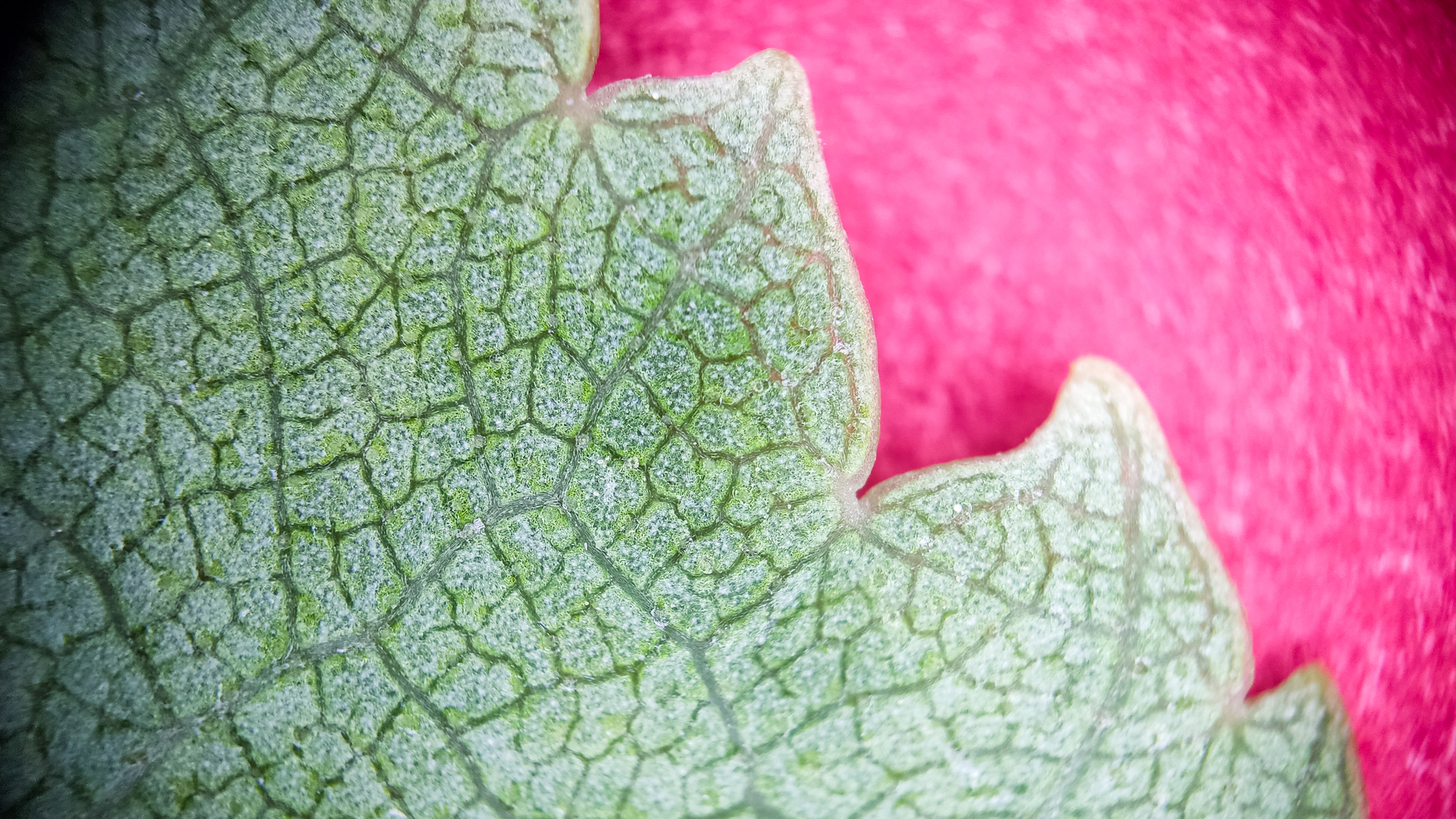 Photo project Let's take a closer look post No. 18 - My, Bloom, Macro photography, Nature, The photo, Birch, Microfilming, Spring, The nature of Russia, Longpost