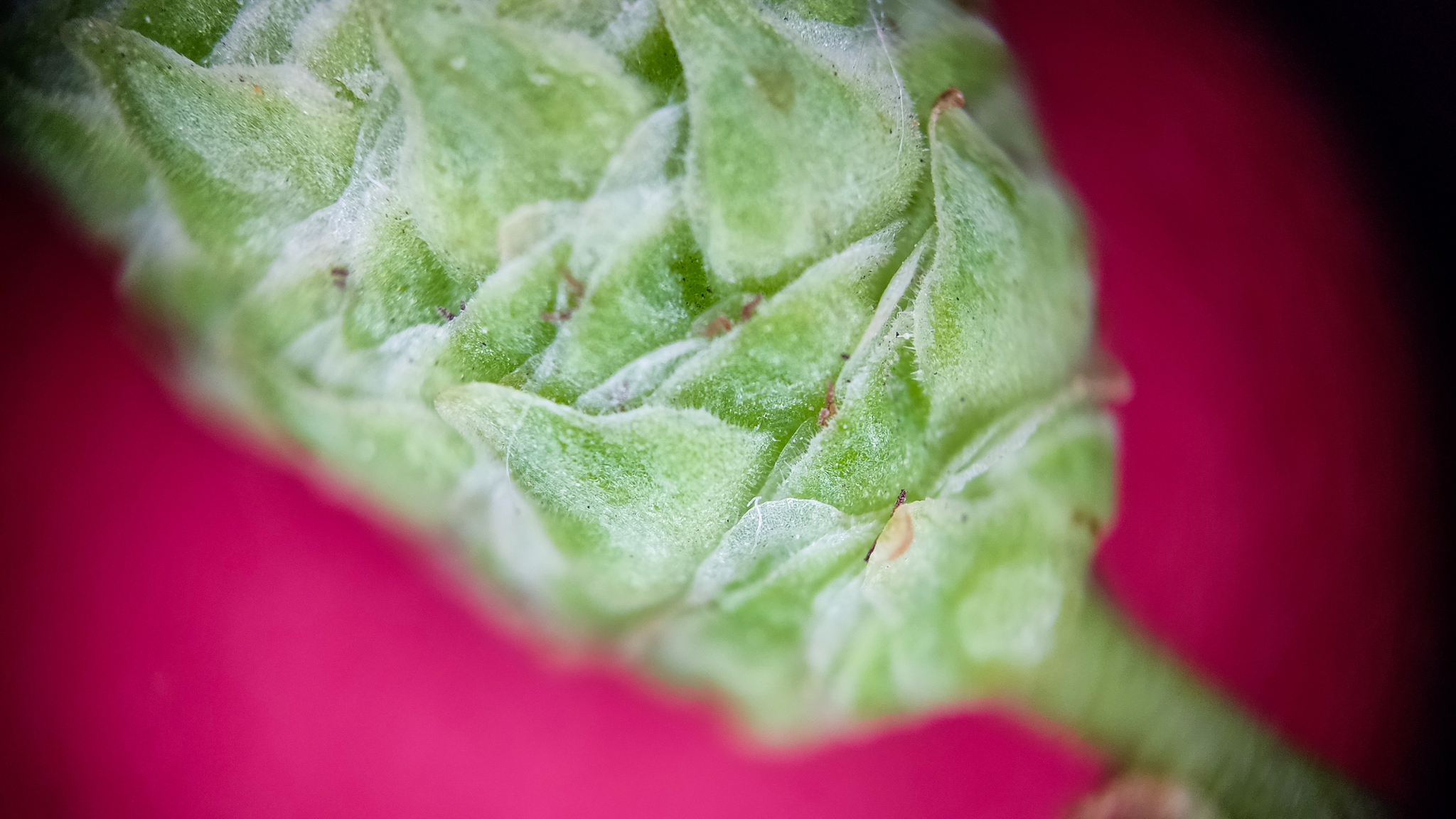 Photo project Let's take a closer look post No. 18 - My, Bloom, Macro photography, Nature, The photo, Birch, Microfilming, Spring, The nature of Russia, Longpost