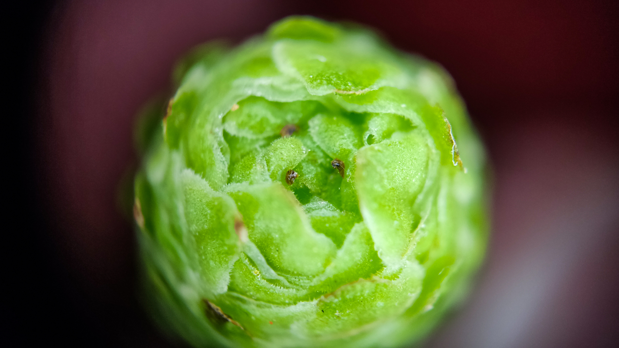 Photo project Let's take a closer look post No. 18 - My, Bloom, Macro photography, Nature, The photo, Birch, Microfilming, Spring, The nature of Russia, Longpost