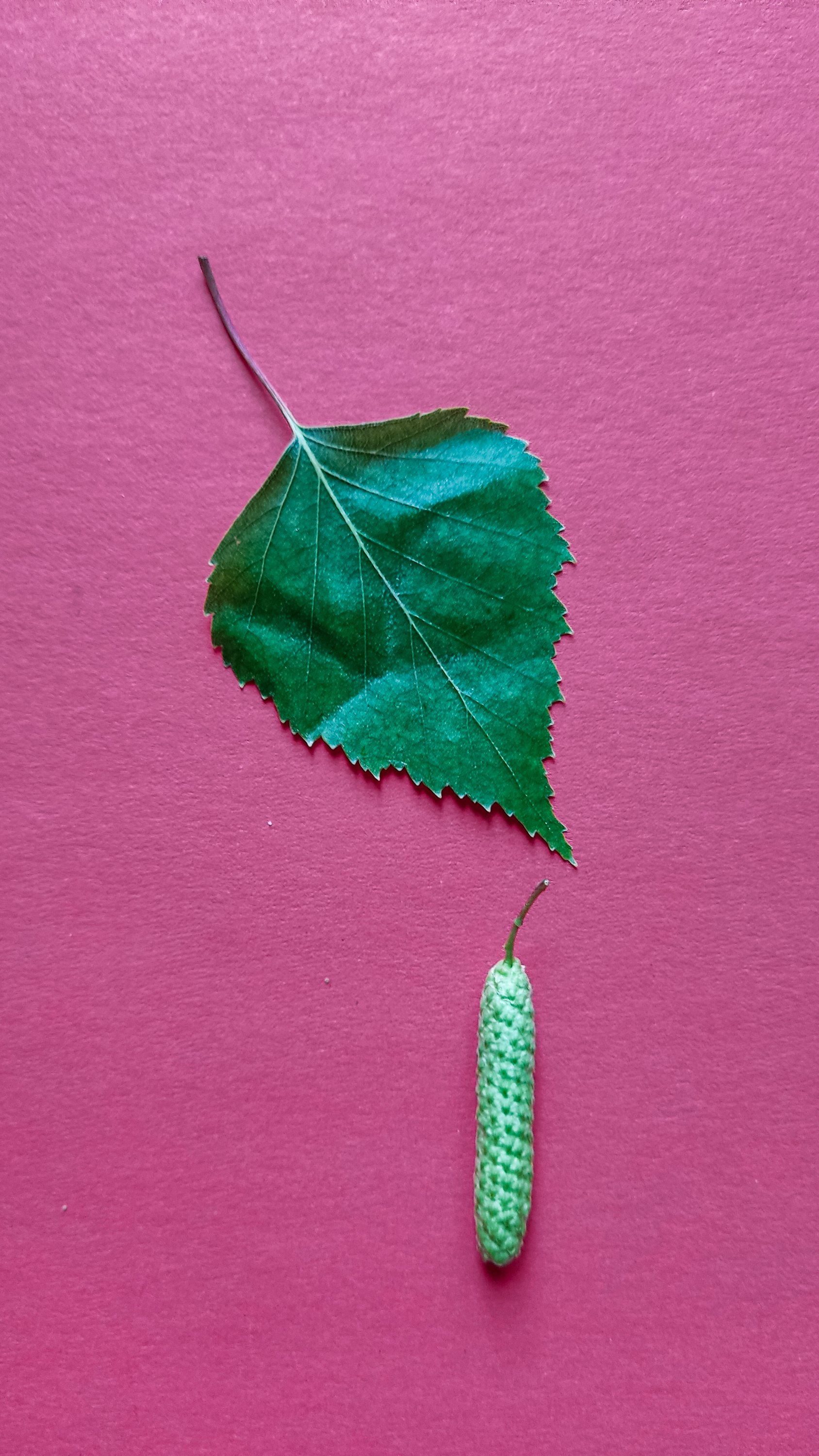 Photo project Let's take a closer look post No. 18 - My, Bloom, Macro photography, Nature, The photo, Birch, Microfilming, Spring, The nature of Russia, Longpost