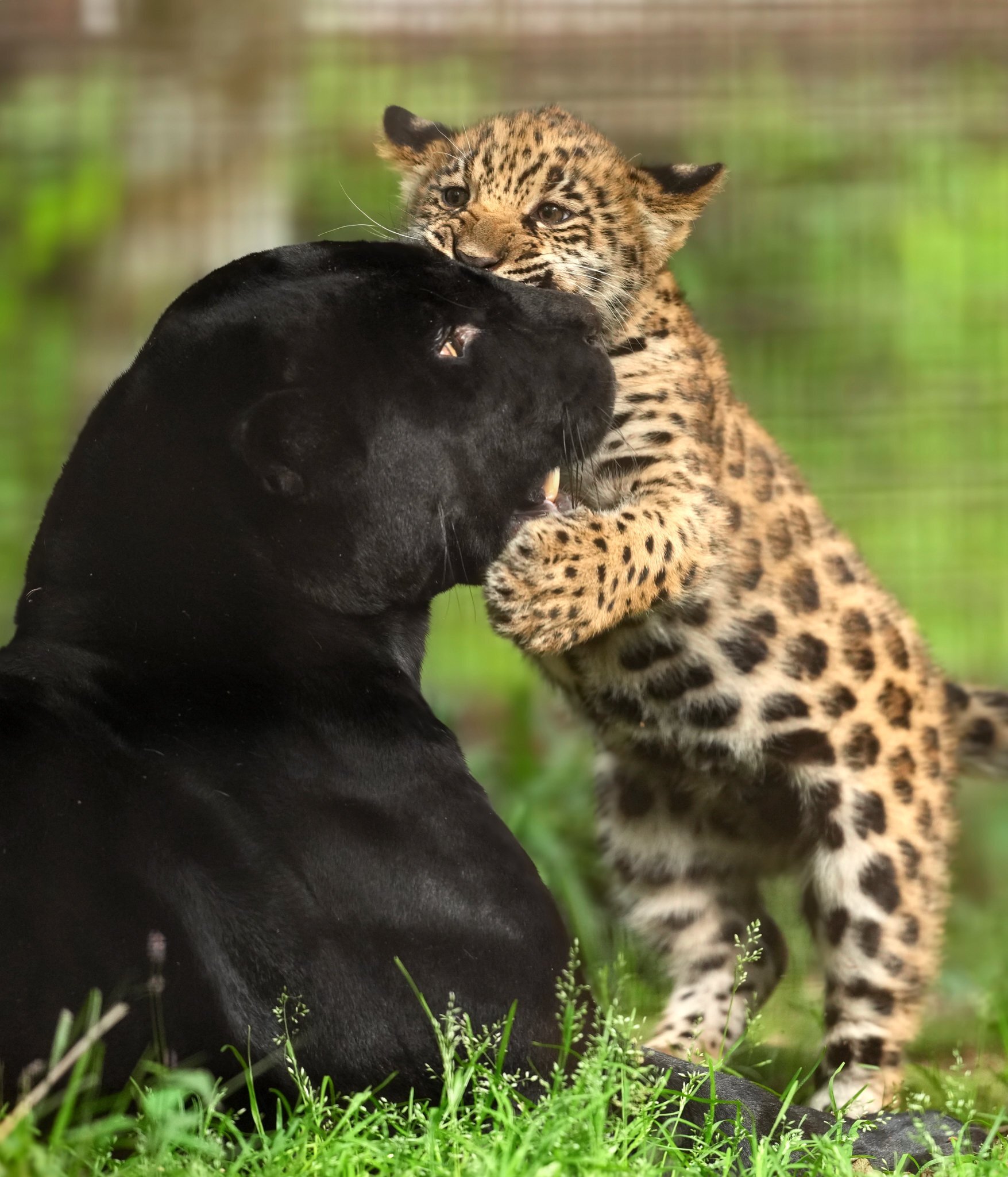 Mamakus :3 - Wild animals, Zoo, Predatory animals, Cat family, Jaguar, Black Panther, Young, Big cats, Kus
