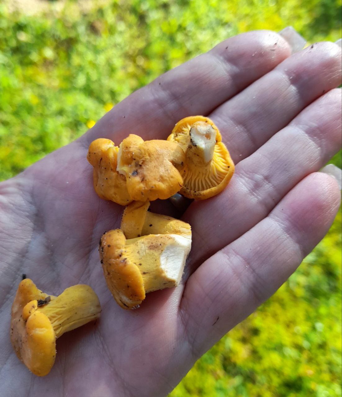 Silent hunt 2024#Chanterelles# - My, Mushrooms, Forest, Chanterelles, Longpost