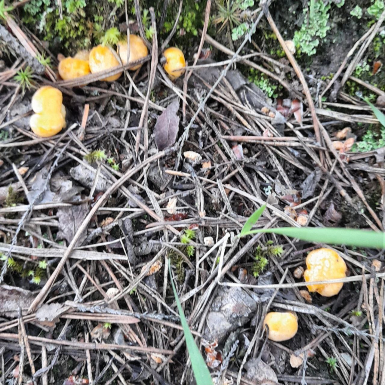 Silent hunt 2024#Chanterelles# - My, Mushrooms, Forest, Chanterelles, Longpost