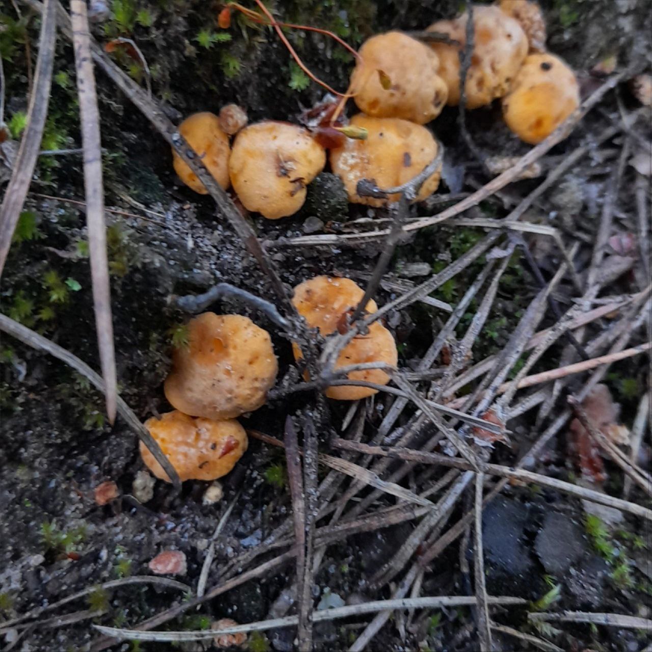 Silent hunt 2024#Chanterelles# - My, Mushrooms, Forest, Chanterelles, Longpost