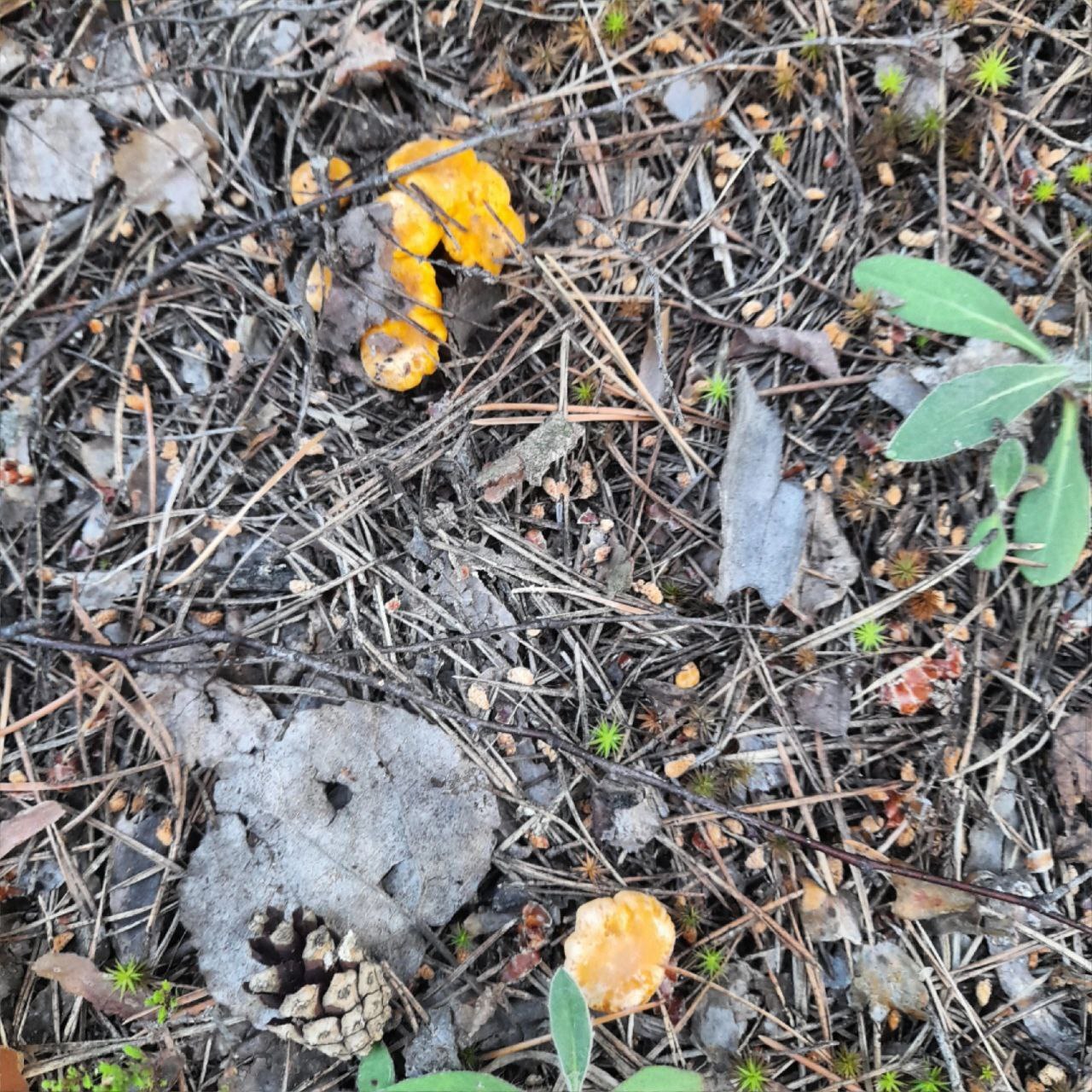 Silent hunt 2024#Chanterelles# - My, Mushrooms, Forest, Chanterelles, Longpost