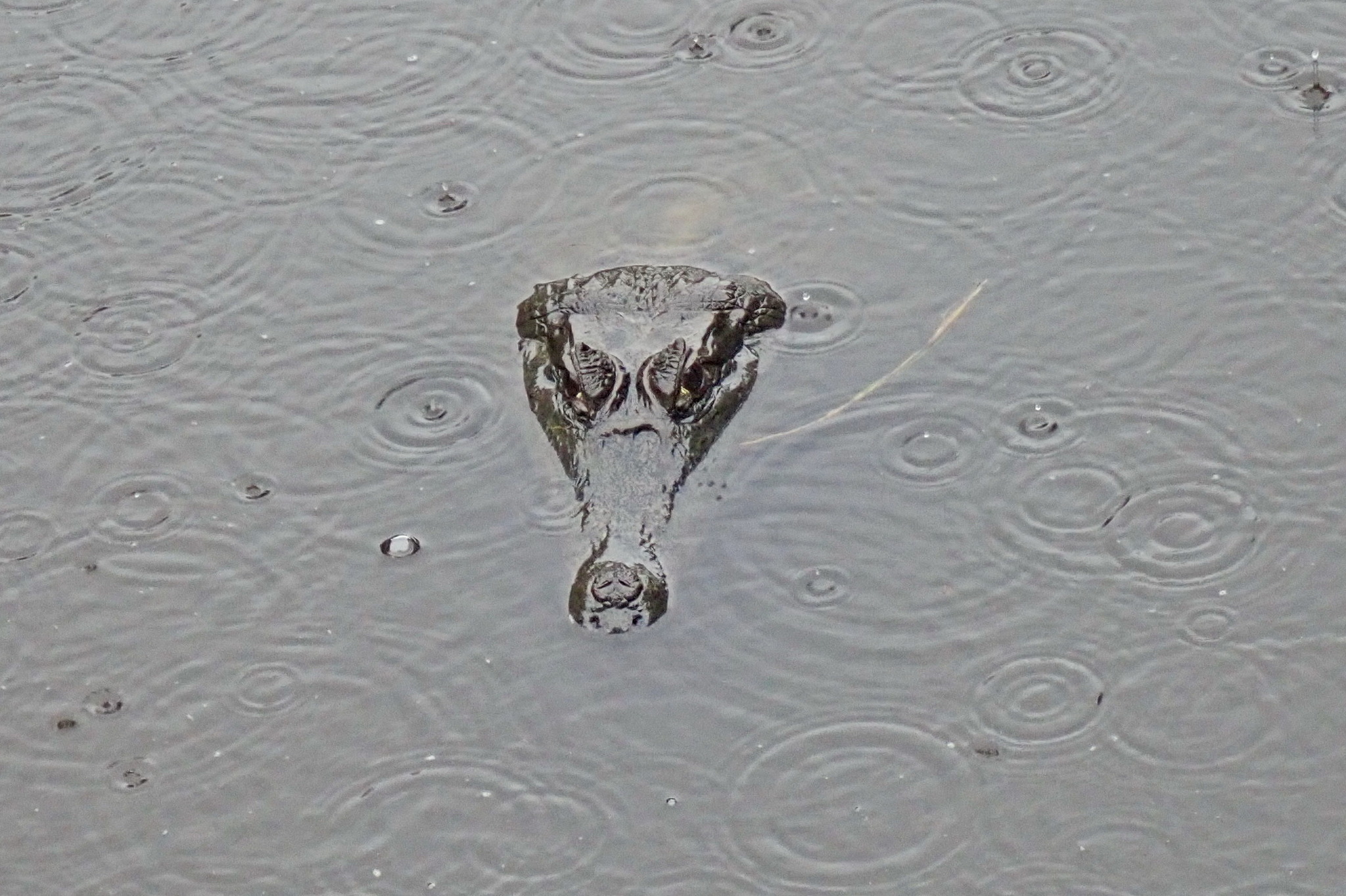 Взгляд | Пикабу