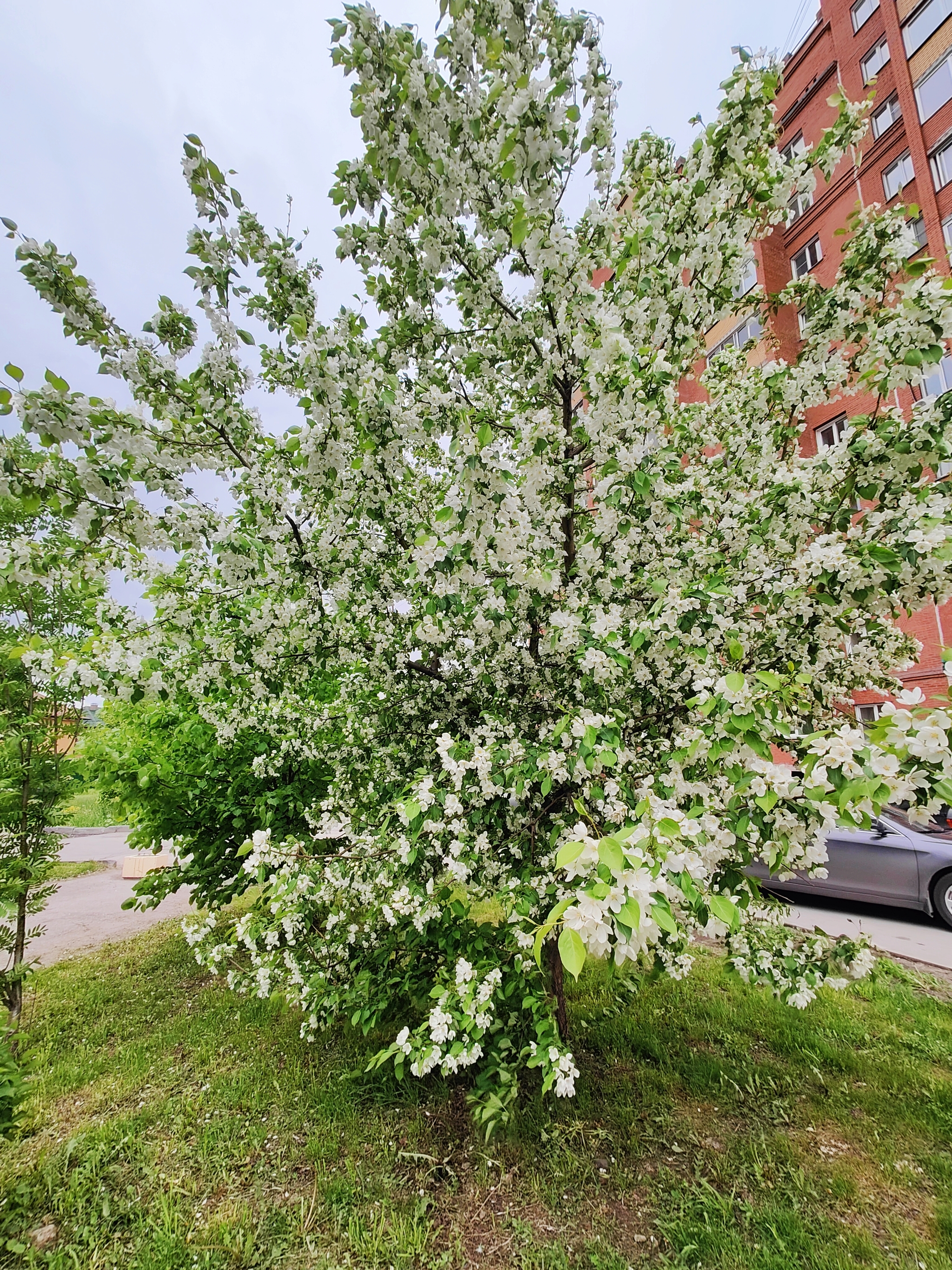 Lengthy spring - My, Novosibirsk, Apple tree, Mobile photography, Cold, Bloom, Longpost, Siberia