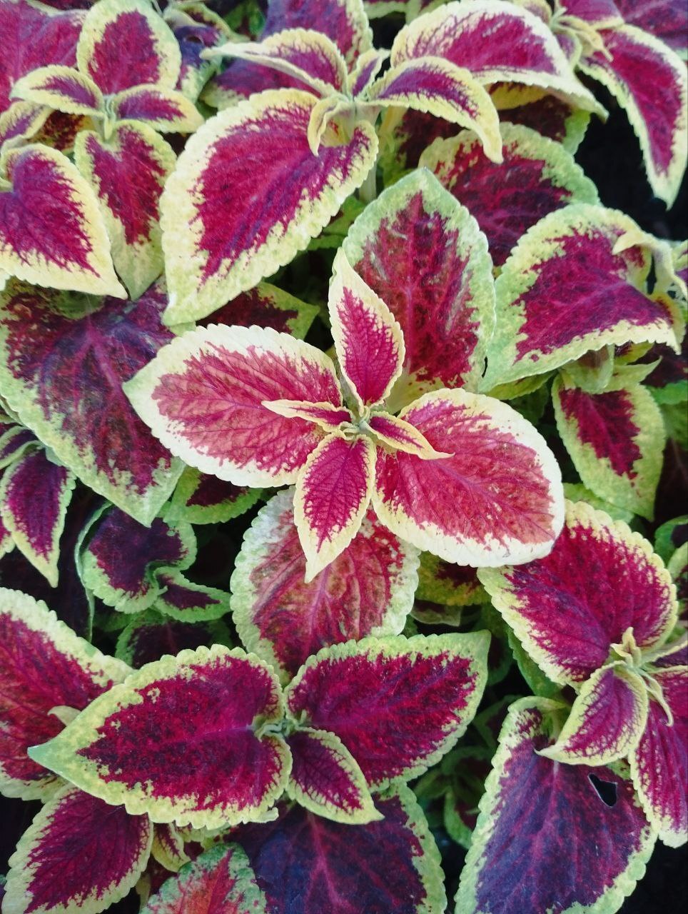 Got an interesting comb - Crossposting, Pikabu publish bot, Coleus, Flower bed, The photo