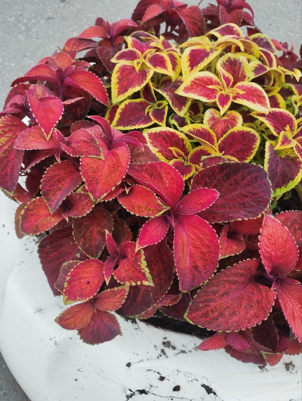 Got an interesting comb - Crossposting, Pikabu publish bot, Coleus, Flower bed, The photo