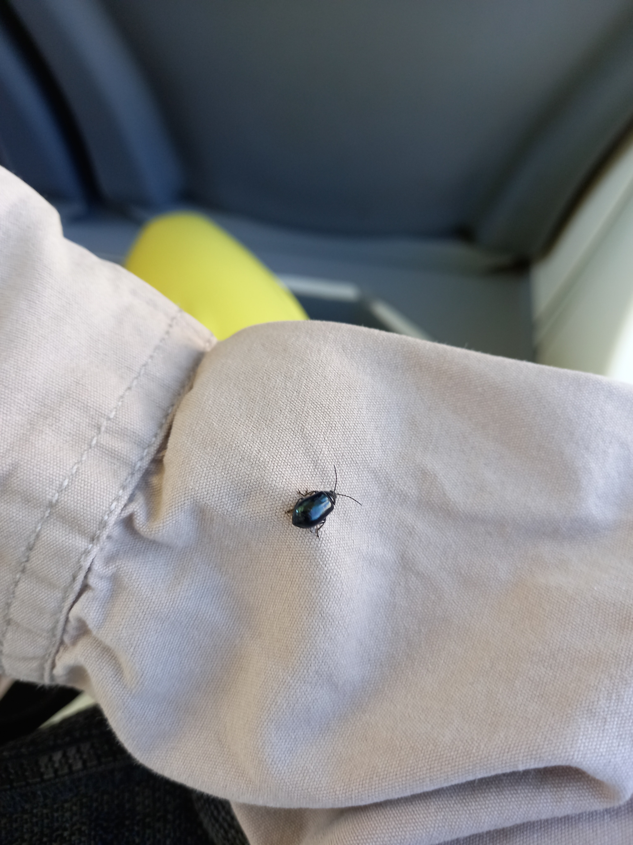 I’m riding quietly on the tram, not bothering anyone... and then this stowaway sits on me!)) I wonder where the beetle decided to go as a hare?))) - My, Insects, Жуки, The photo, Mobile photography, Longpost