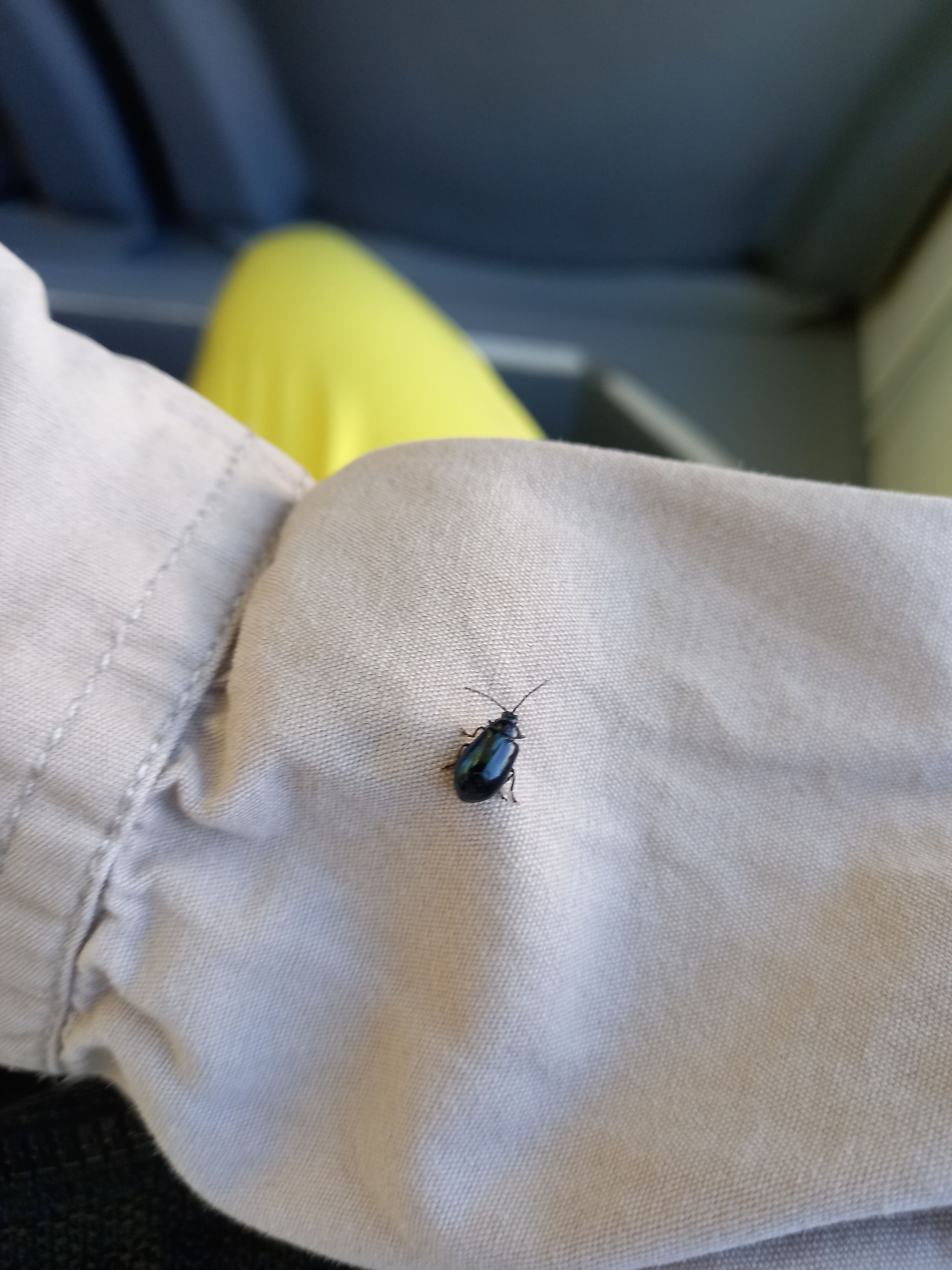 I’m riding quietly on the tram, not bothering anyone... and then this stowaway sits on me!)) I wonder where the beetle decided to go as a hare?))) - My, Insects, Жуки, The photo, Mobile photography, Longpost