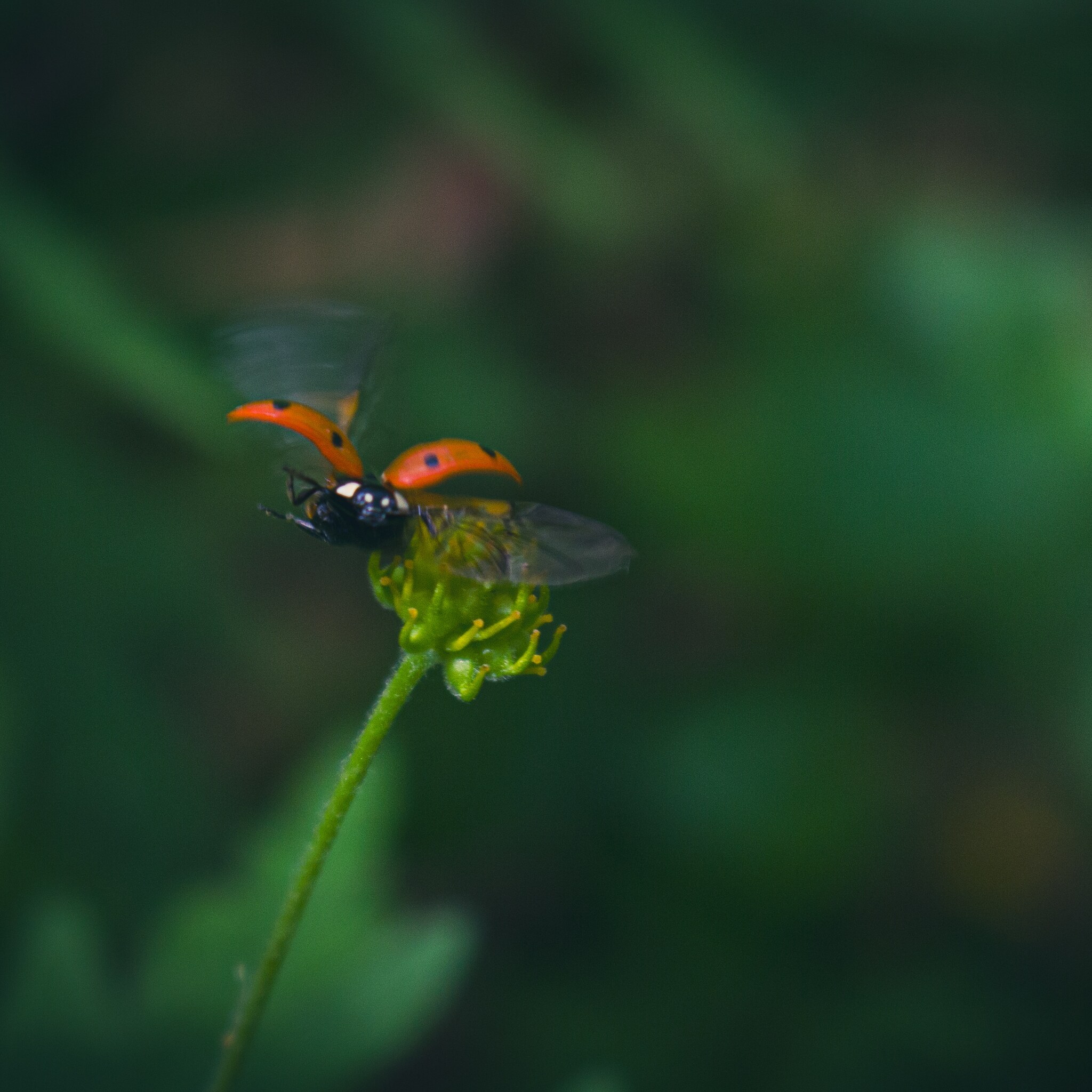 Taking off - My, Nature, ladybug, Insects, The photo, Lucky moment, wildlife