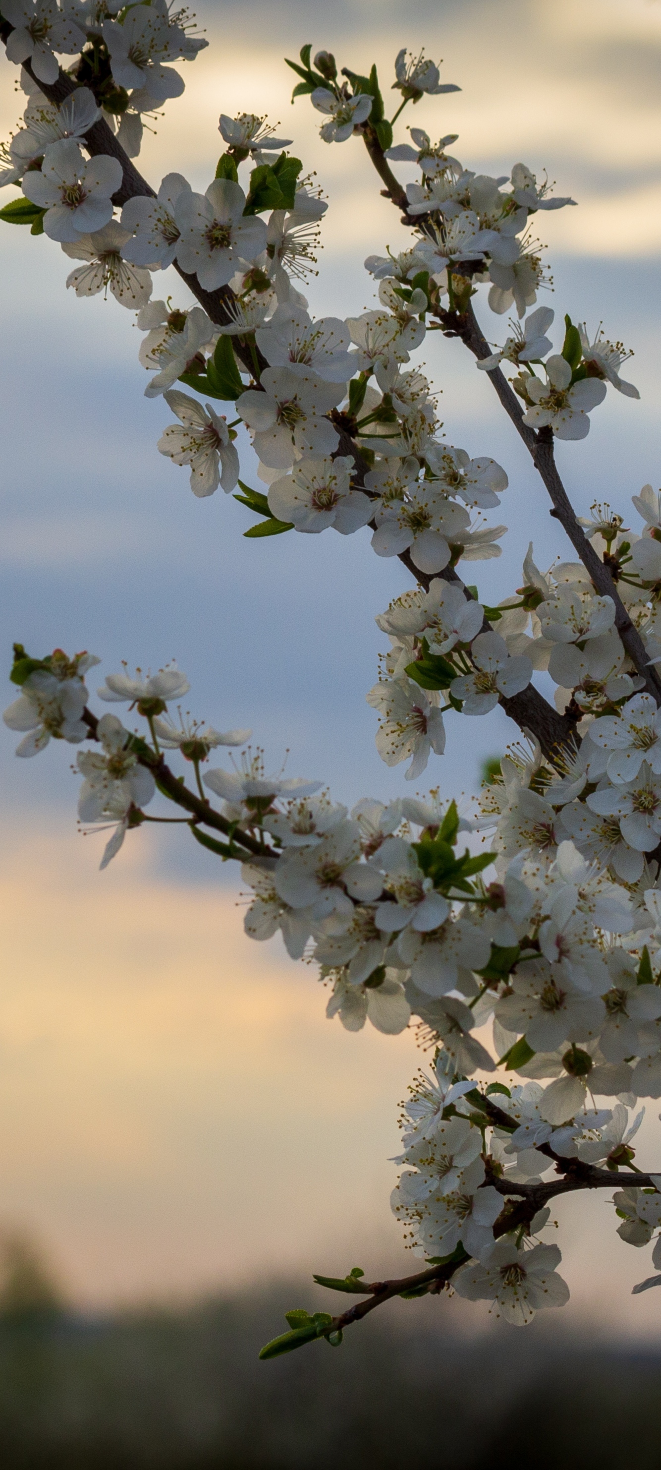 Spring bloom - My, Spring, Nature, Flowers, Tree, The photo, Canon, Longpost