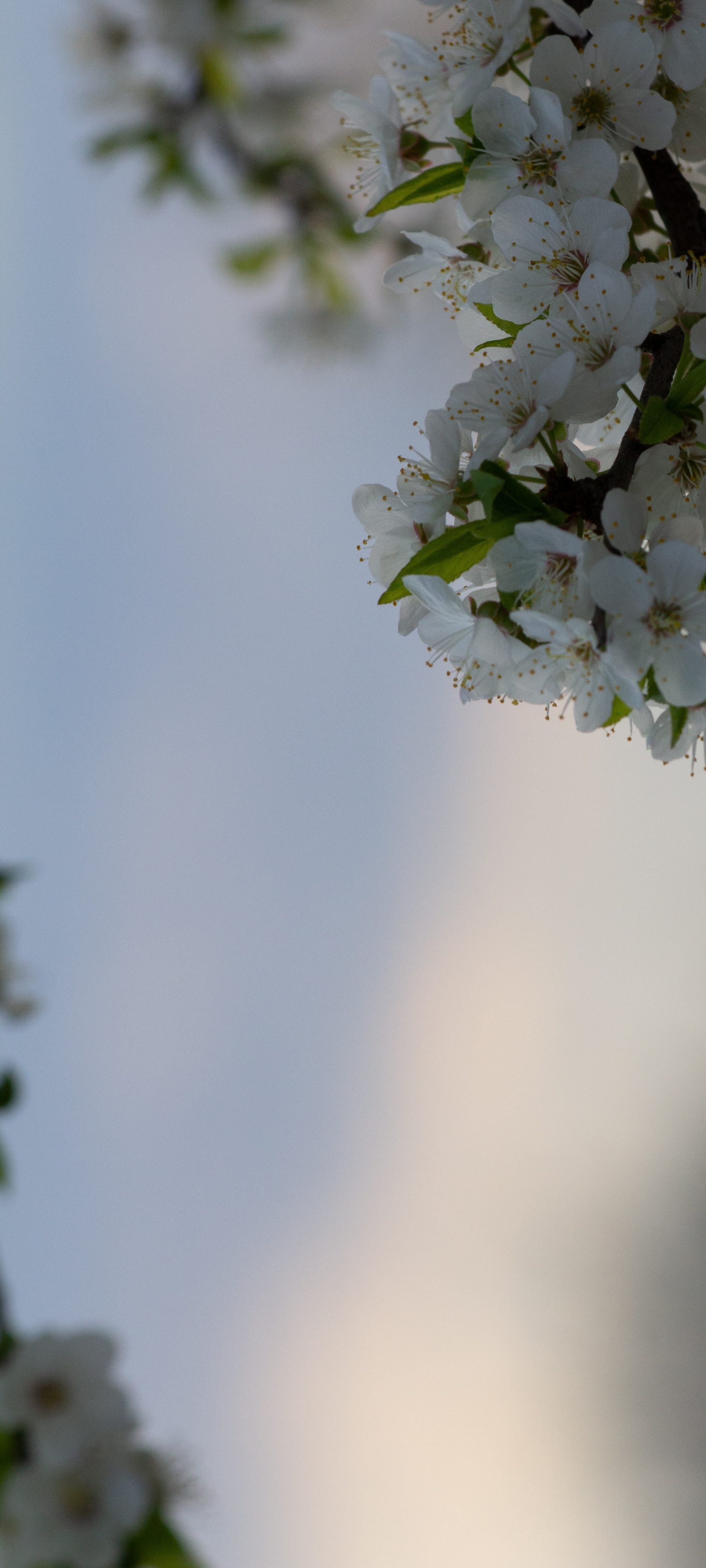 Spring bloom - My, Spring, Nature, Flowers, Tree, The photo, Canon, Longpost