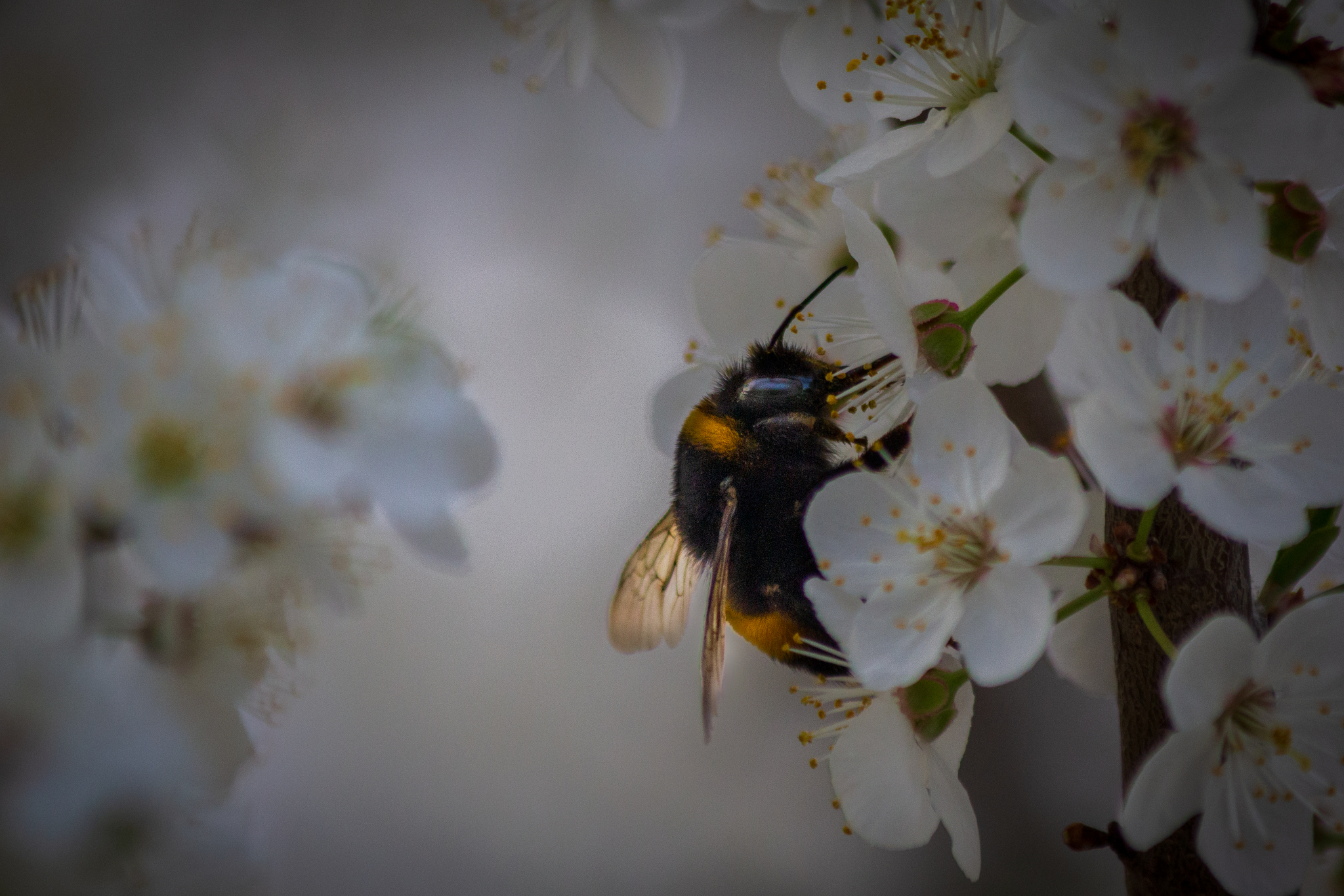 Spring bloom - My, Spring, Nature, Flowers, Tree, The photo, Canon, Longpost