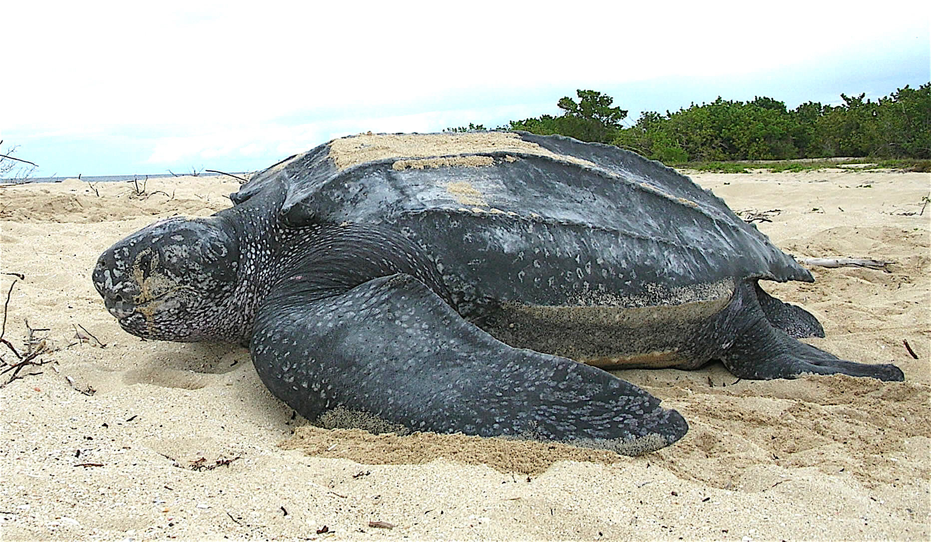 Turtle and tourists - Rare view, Red Book, Marine life, Biology, Turtle, Sea turtles, Leatherback turtle, Reptiles, Around the world, Animals, Wild animals, In the animal world, Endangered species, Туристы, Exotic animals, Beach, Big size, Large, Huge, Video