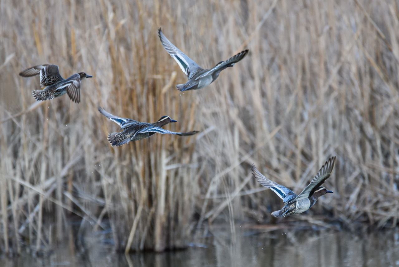 Teals - Nature, Краснодарский Край, Animals, The photo, Birds, Longpost, Teal, Duck, Waterfowl