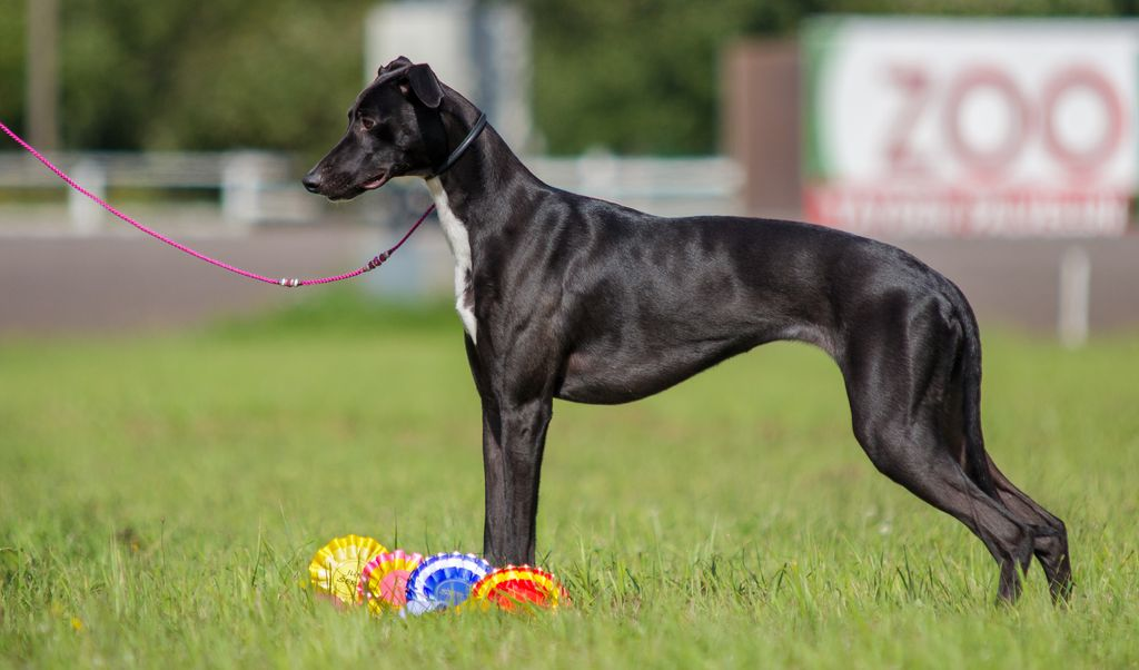 About dog breeds No. 154. Hungarian Greyhound - Dog, Dog breeds, Greyhound, Longpost