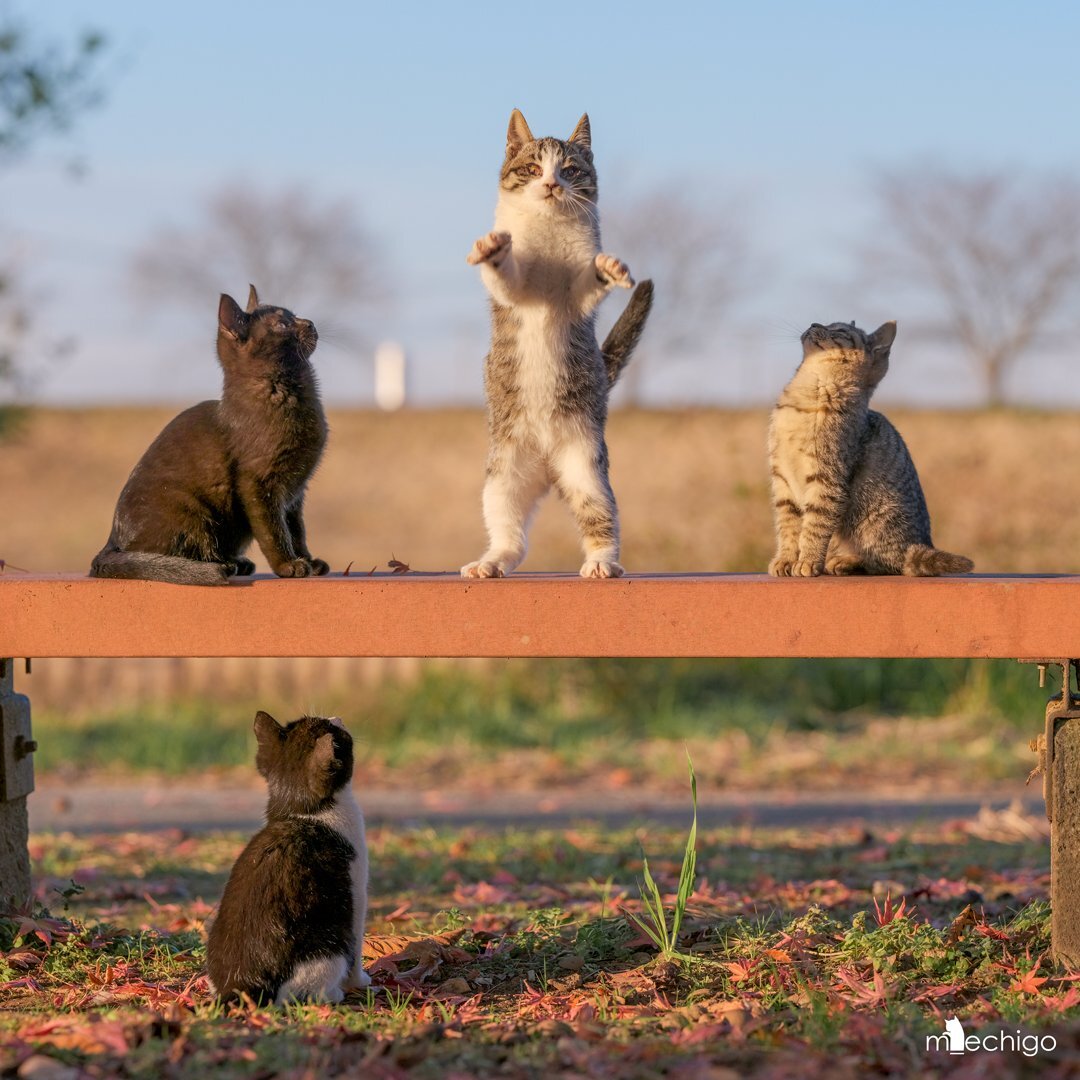 - вот такими рыбами у Наташи кормят!11! - Кот, Twitter (ссылка), Лапки