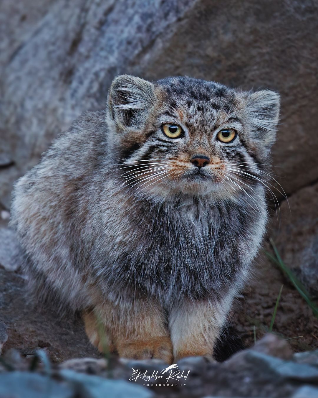 Early in the morning, the Pallas's cat comes out of its hiding place - Pallas' cat, Small cats, Cat family, Predatory animals, Wild animals, wildlife, Ladakh, India, The photo